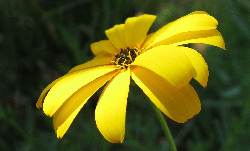 Schokoladengänseblümchen (Berlandiera lyrata)