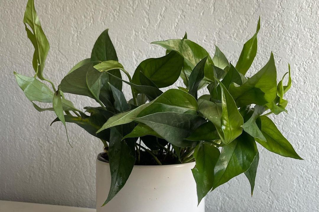 Baltischer blauer Pothos (Epipremnum pinnatum 'Baltic Blue') in einem weißen Topf vor einer weißen, strukturierten Wand.