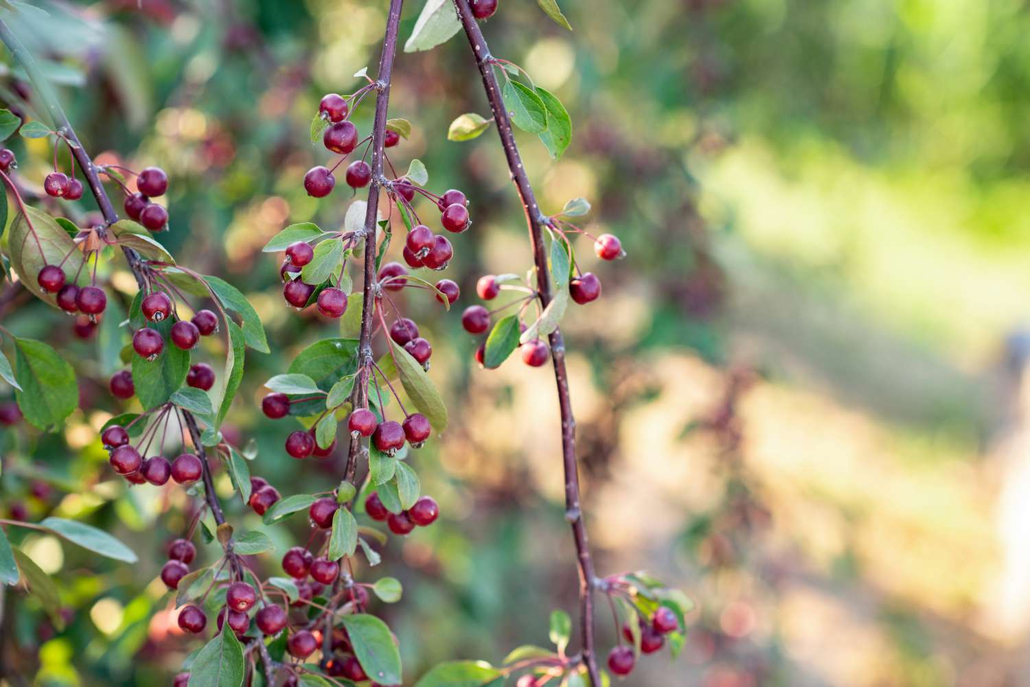 Roter Aronia-Strauch Zweig mit tiefroten Beeren hängend in Nahaufnahme