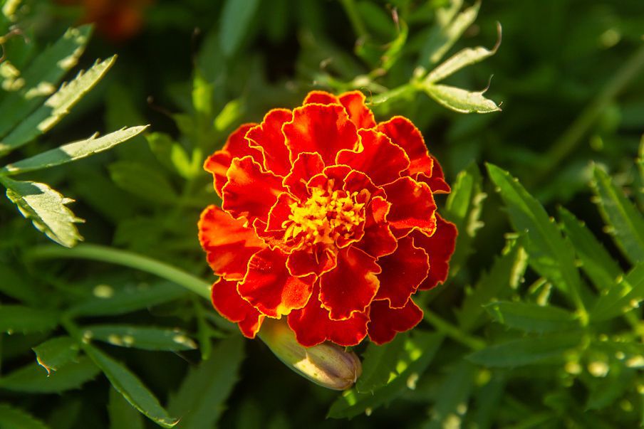 tagetes marigold variety