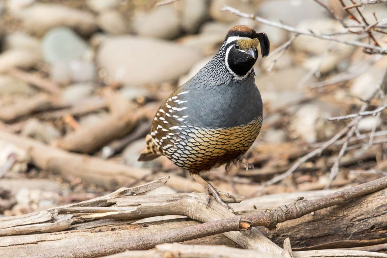 Male California Quail