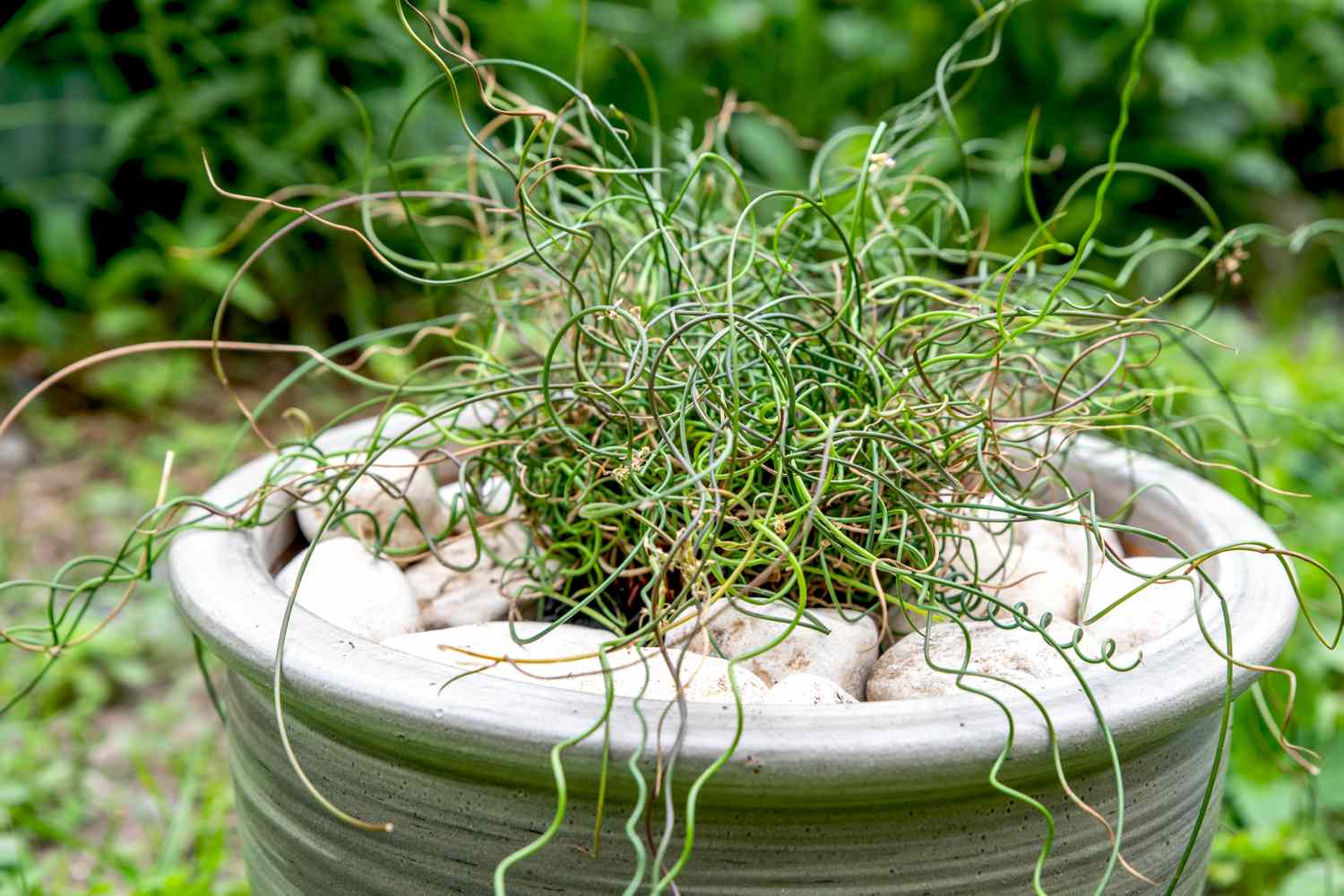Plante de jonc tire-bouchon avec tiges torsadées dans un pot gris clair entouré de rochers blancs 