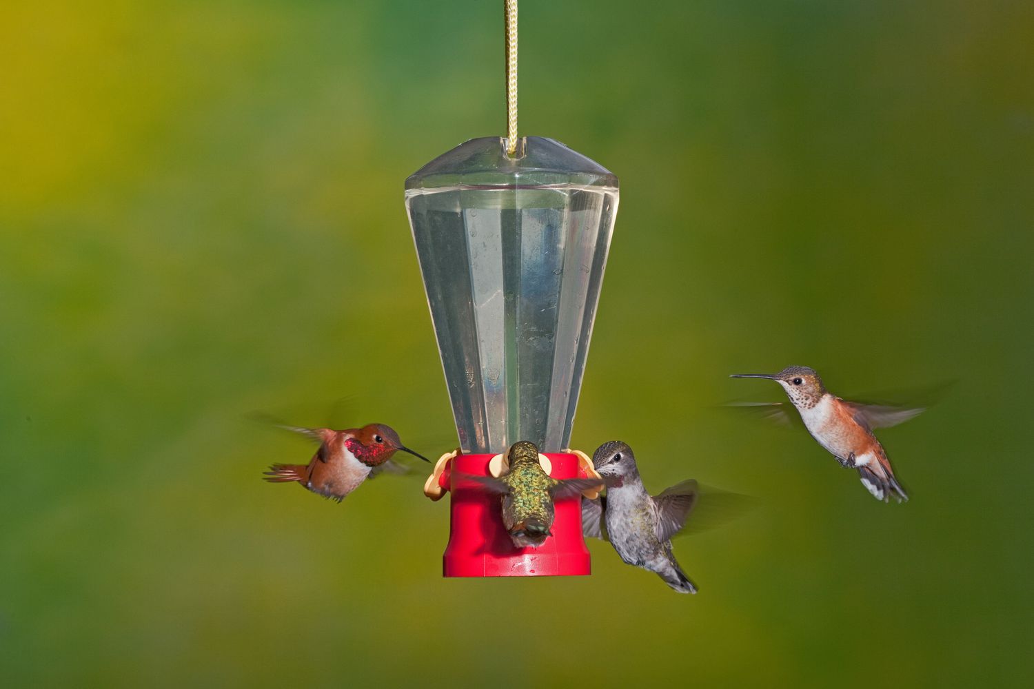 Cuatro colibríes comiendo de un comedero para colibríes.