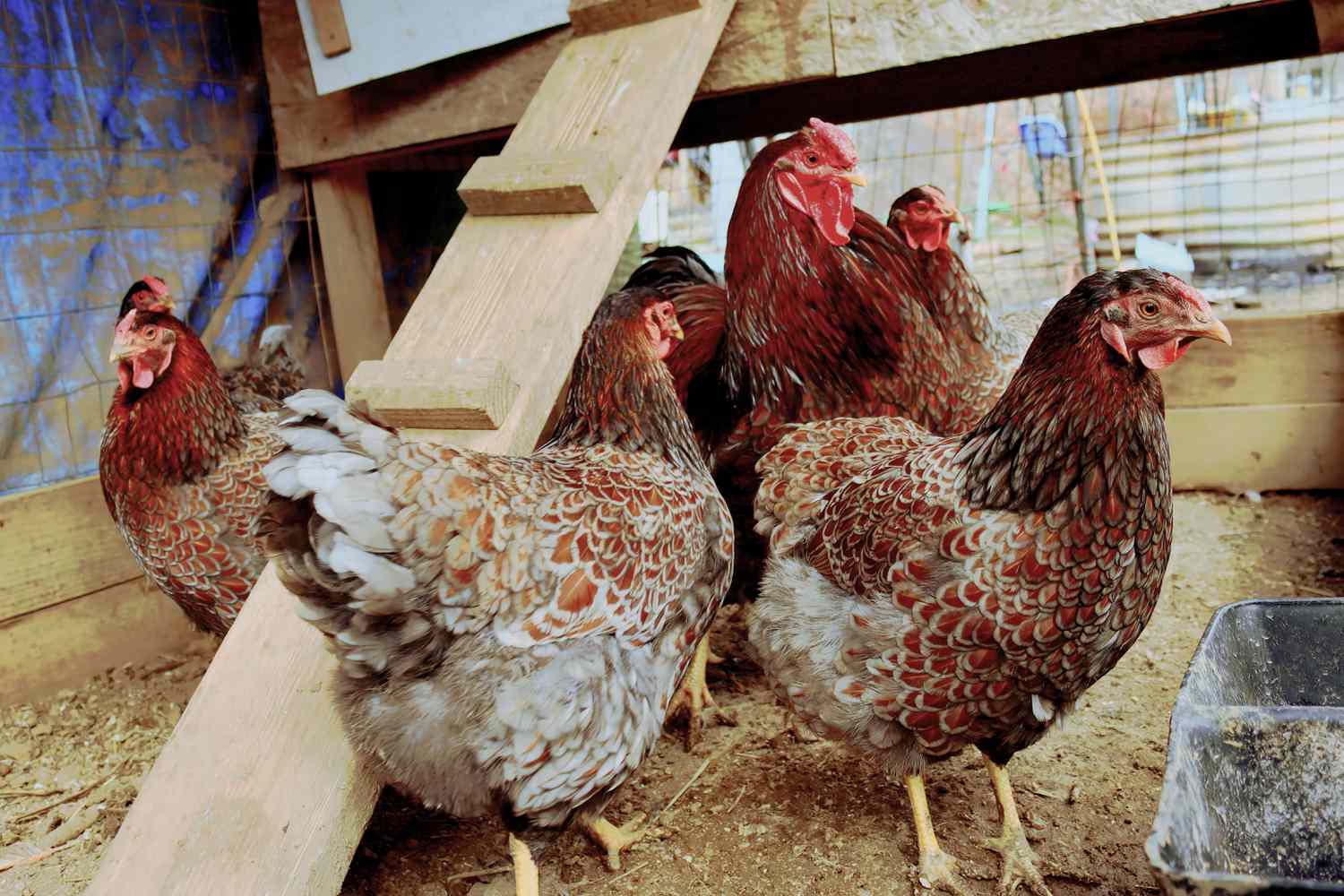 Braune Hühner im Stall unter dem angehobenen Laufsteg