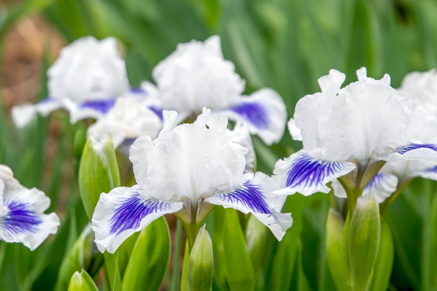 Duftende weiße und violette Bart-Irisblüten in Nahaufnahme