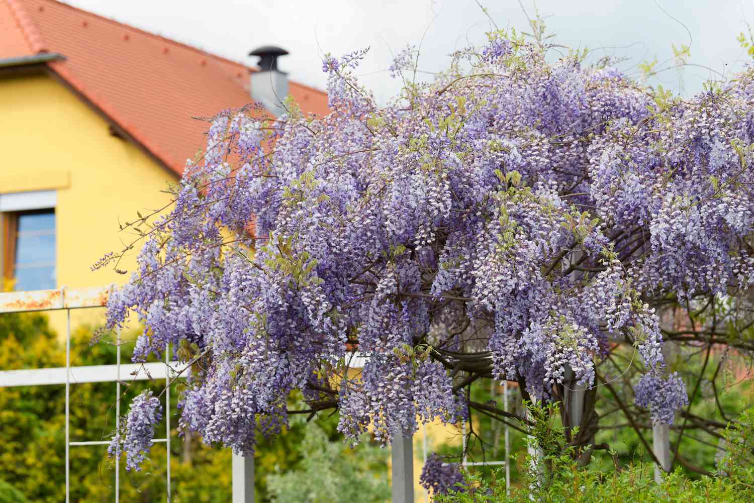 Japanischer Glyzinienbaum 'alba' mit violetten Blütentrauben an den Ästen vor gelbem Haus