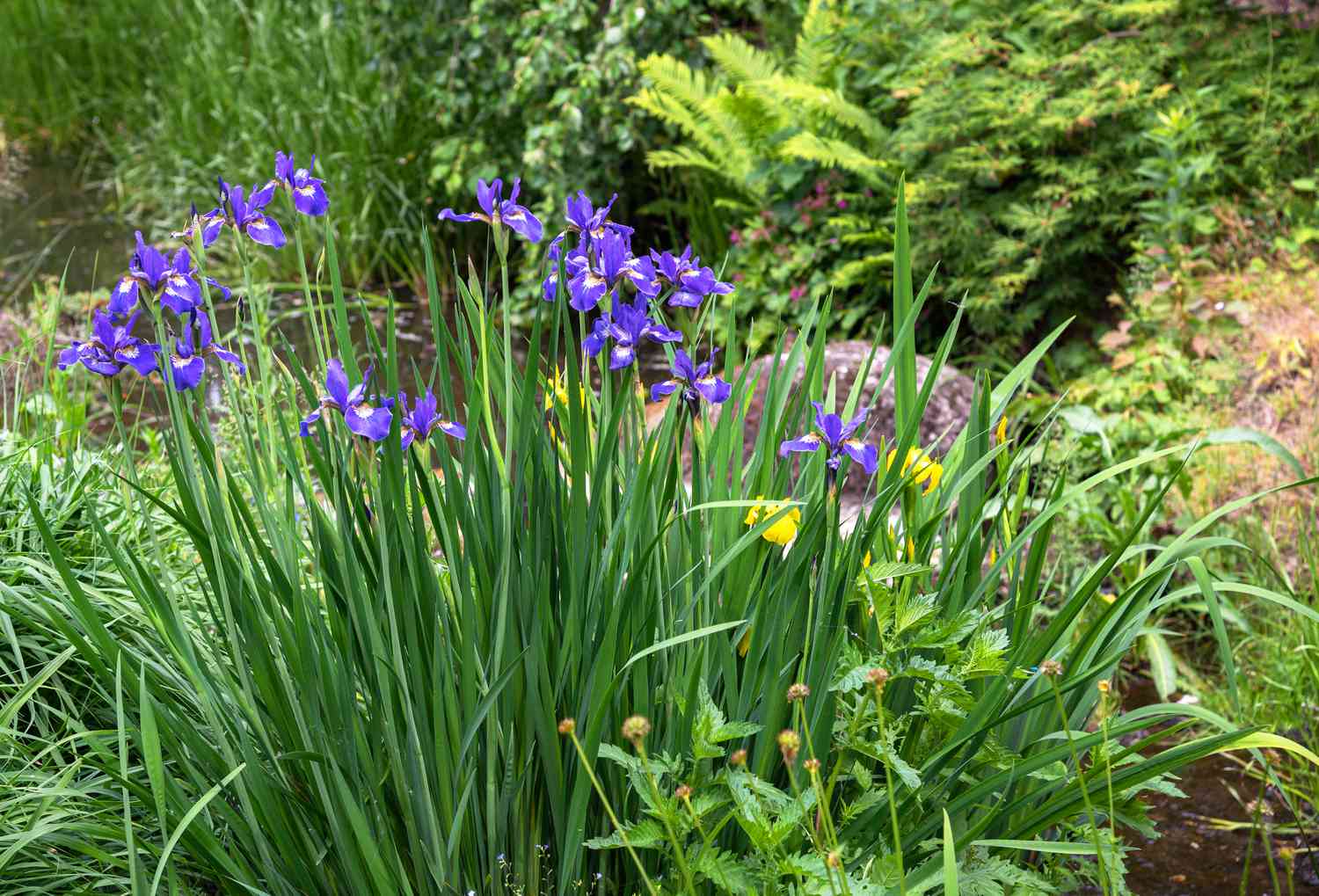 Iris siberiano con flores moradas en tallos altos en jardín de ciénaga