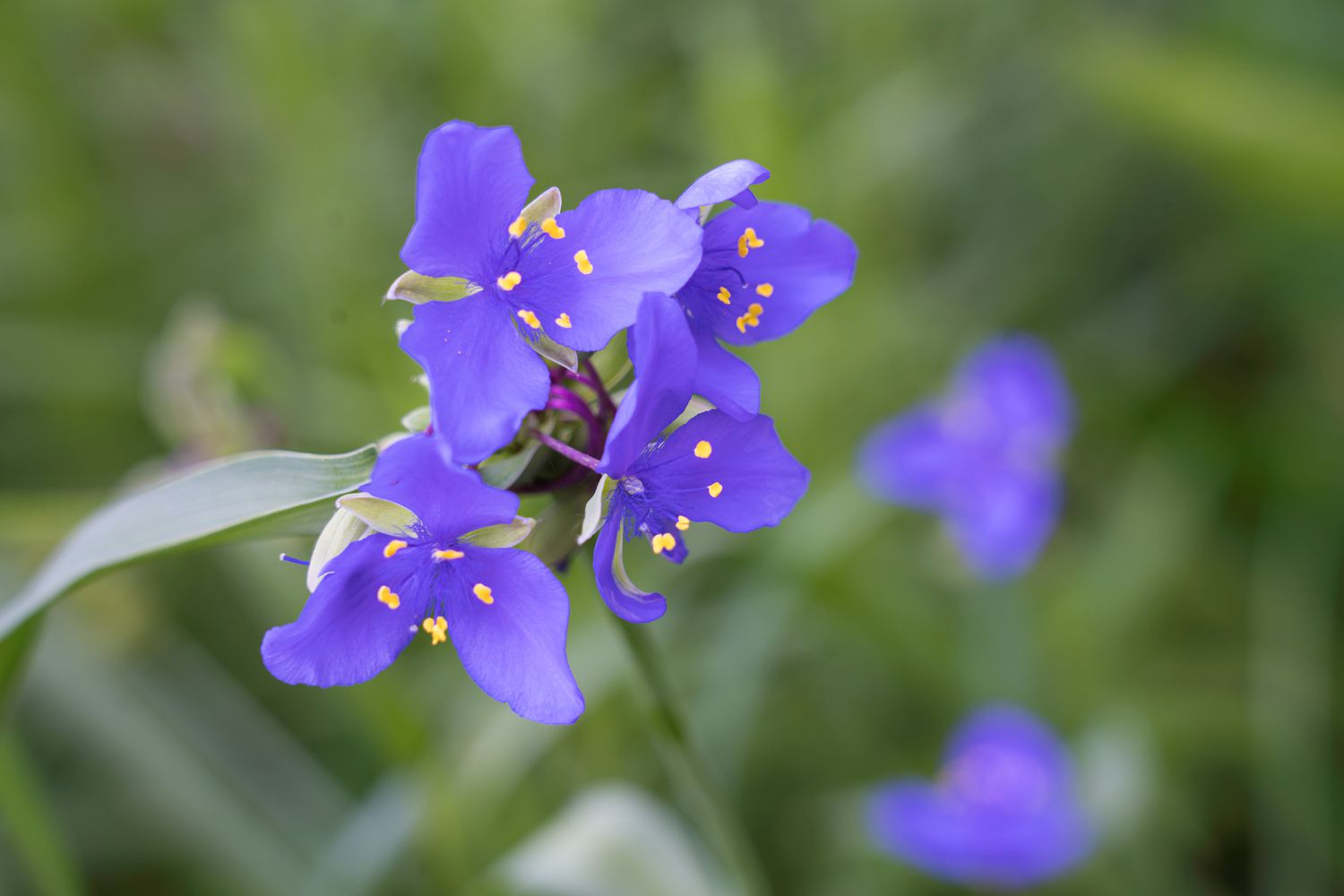 Blüte des Ohio-Zweizahns