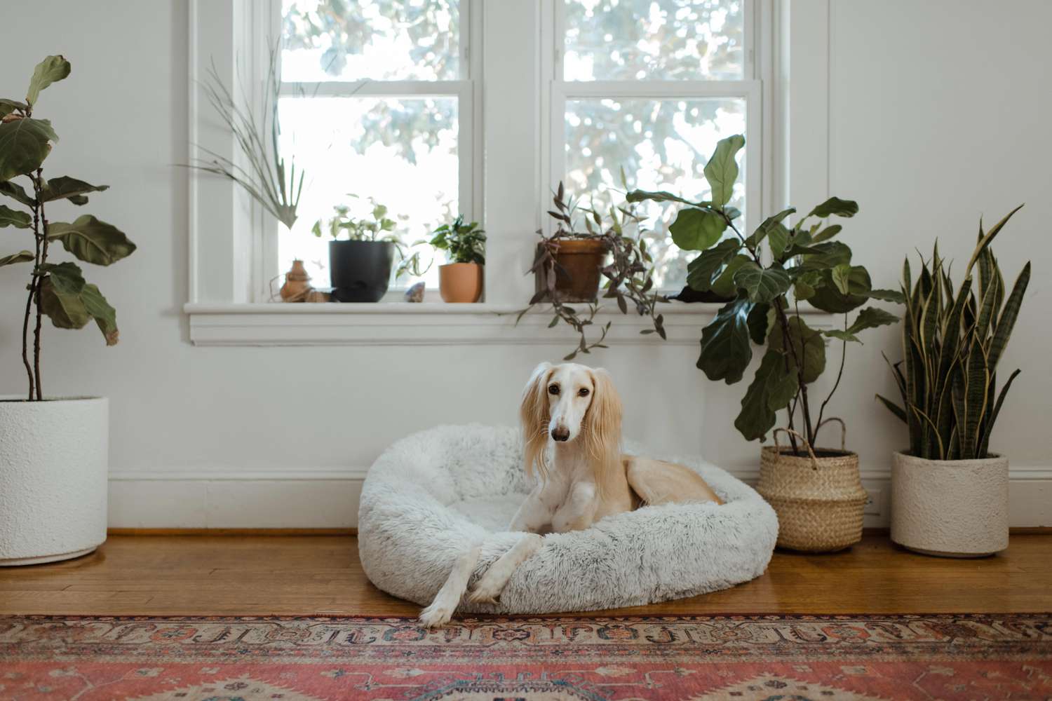 Hund in seinem zugewiesenen Schlafbereich