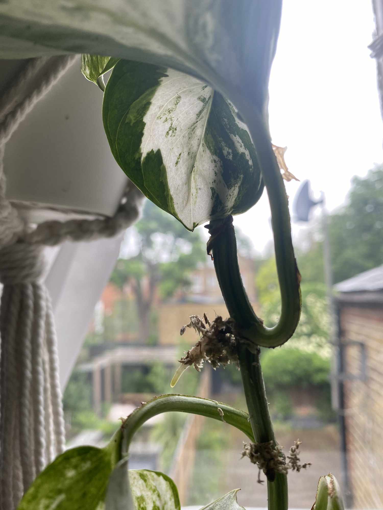 Marble queen pothos successfuly rooted with air layering method