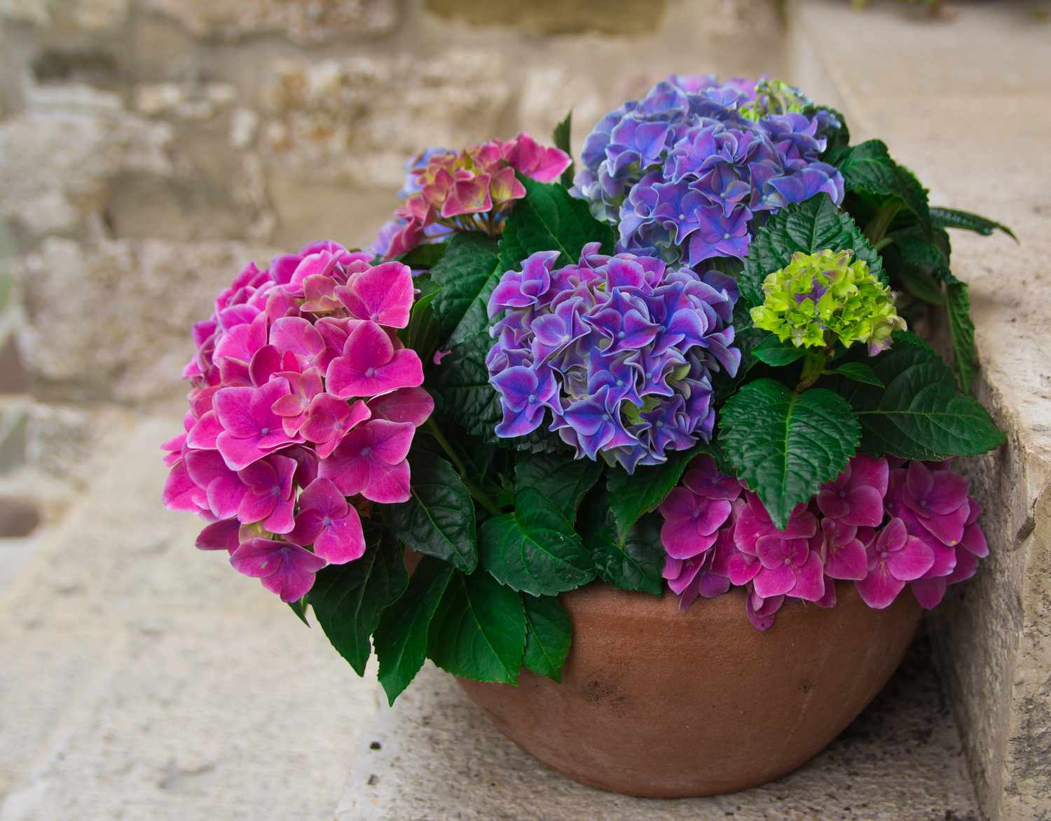 Hydrangea em vaso