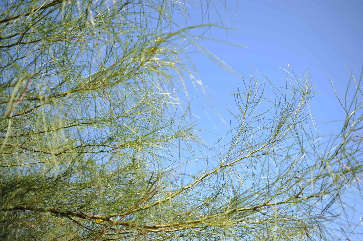 Palo verde tree branches with long and thin pinnate branches against blue sky