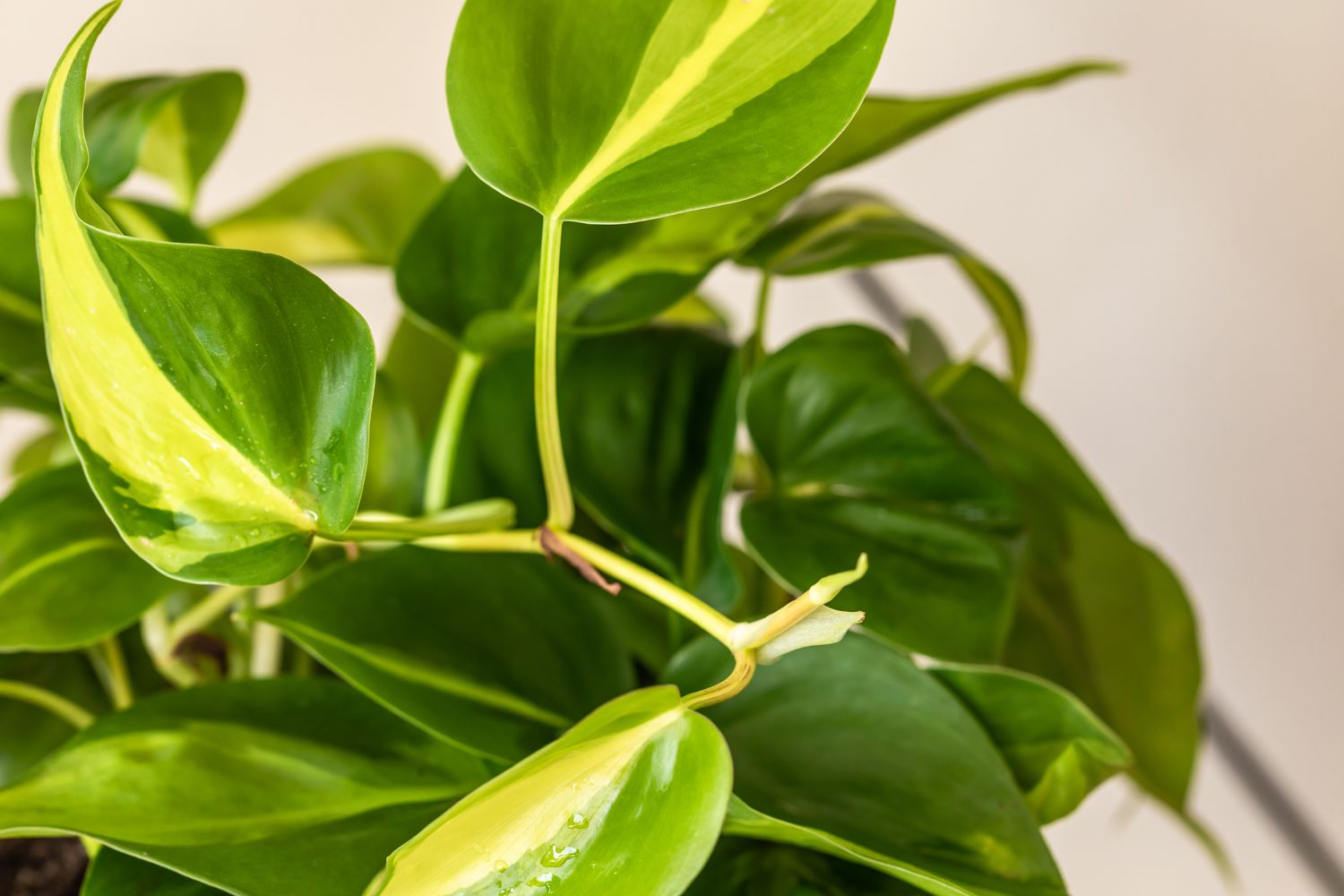 Planta Philodendron brasil con hojas variegadas y nuevo crecimiento en el tallo primer plano