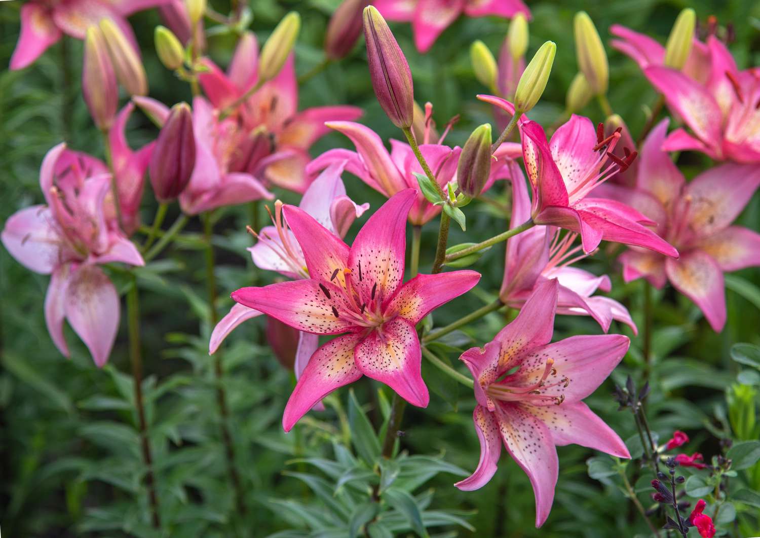 Rosa und gelbe Lilienblüten und Knospen im Garten