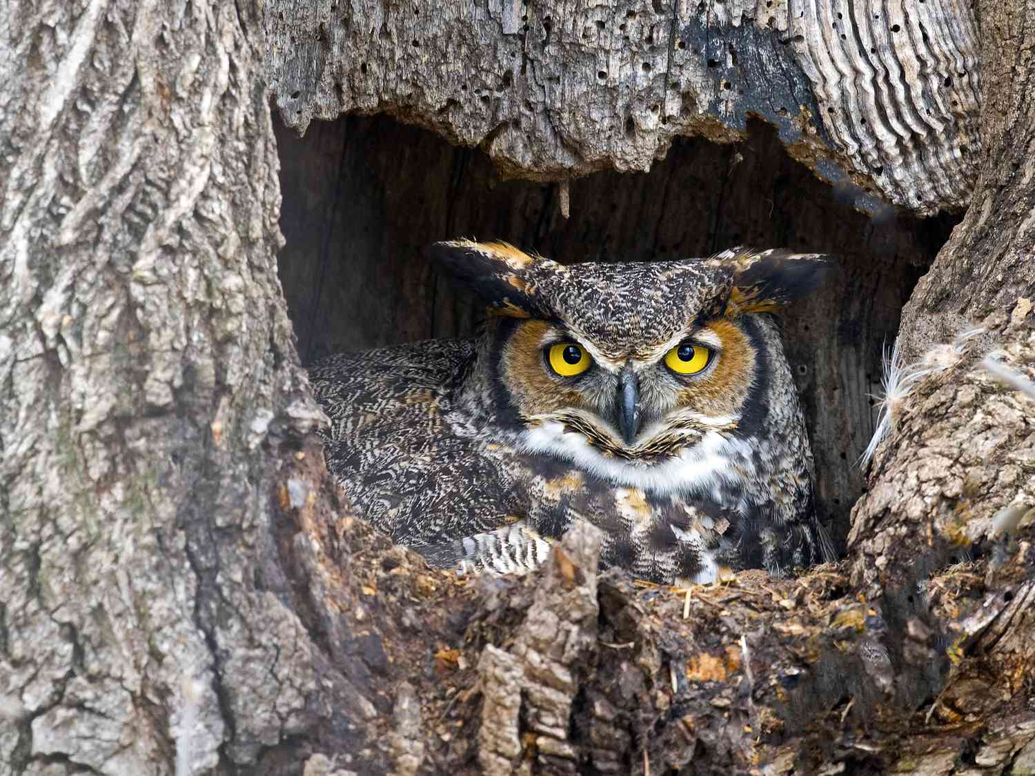 Un grand-duc perché dans un trou d'arbre