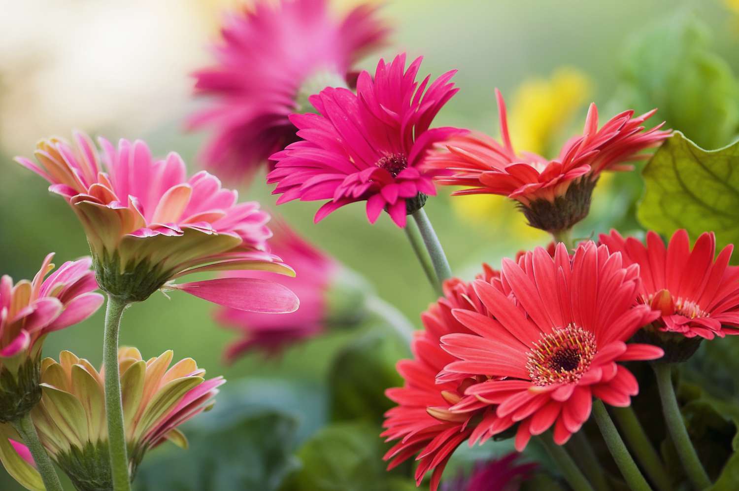 Gerbera jamesonii