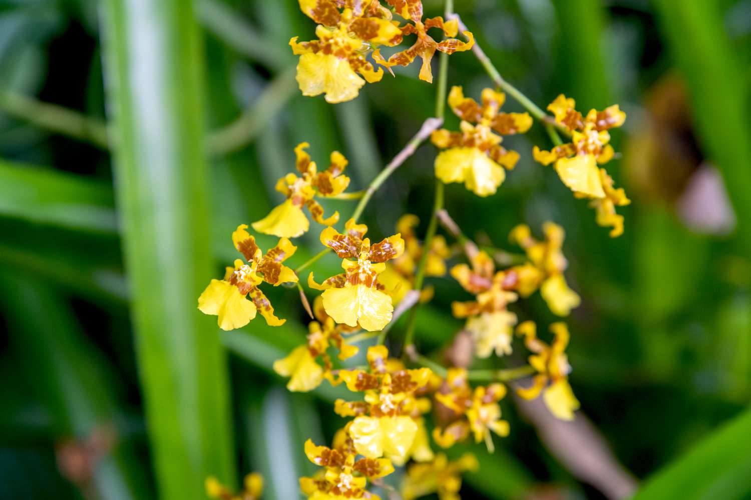 Psychopsis orchid flowers with yellow and brown sepals on hanging stem