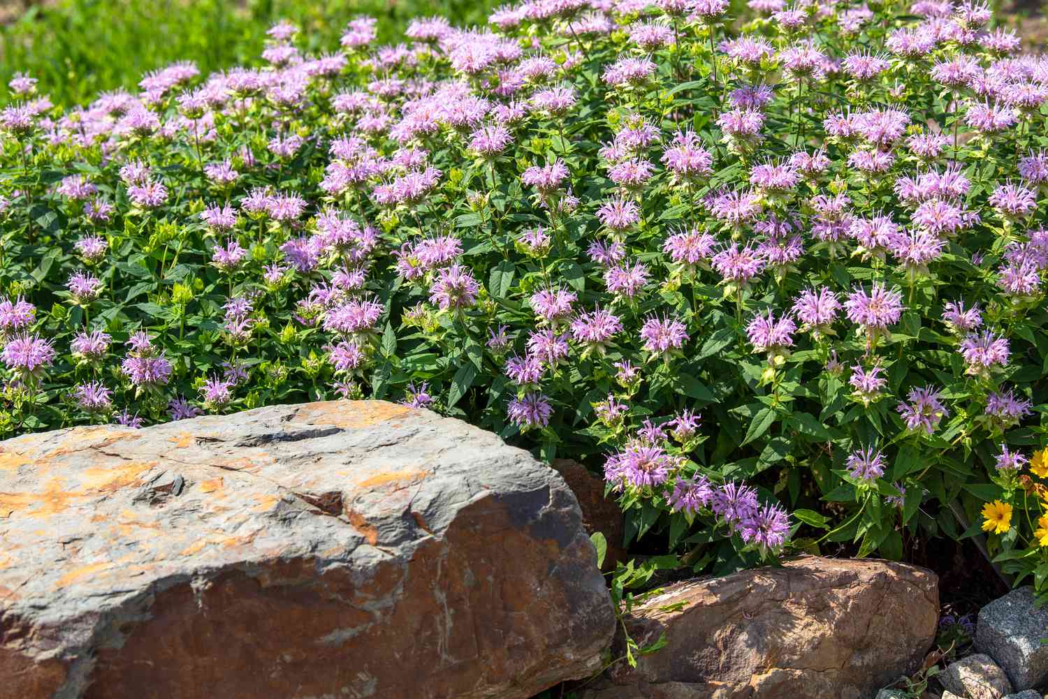 Bee balm flowers with light purple flower heads clustered near boulder in sunlight