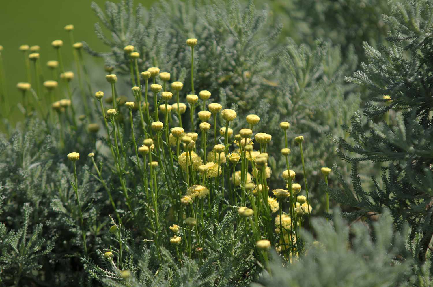 Lavendel-Baumwollpflanze mit kleinen gelben Blüten an drahtigen Stängeln im Sonnenlicht