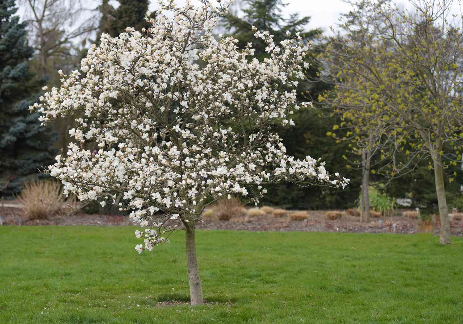 Kobus-Magnolienbaum in der Mitte des Feldes mit blühenden weißen Blüten an den Zweigen