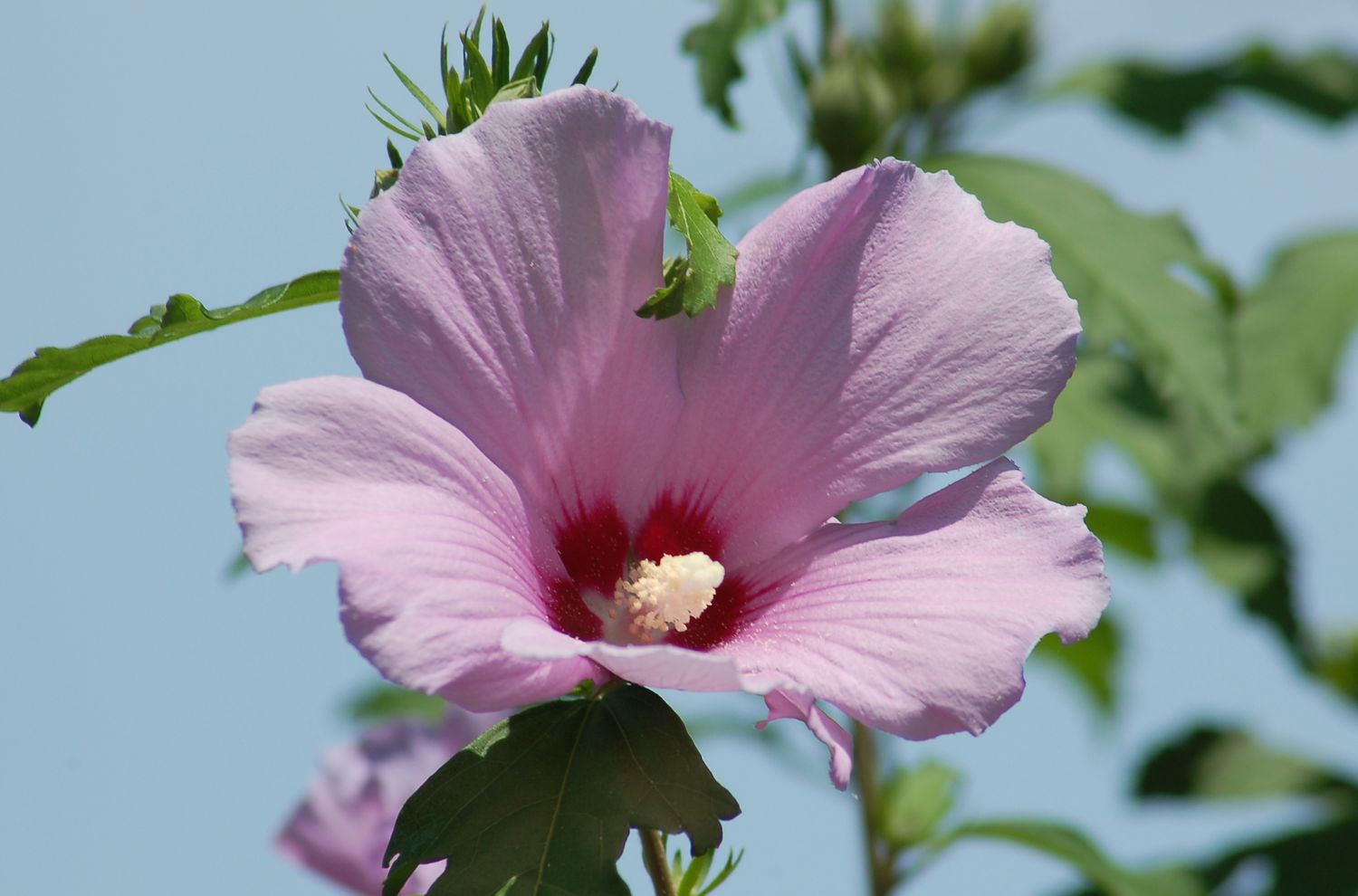 Bild einer rosafarbenen Rose von Sharon mit tiefrosa Schlund und markanten Staubgefäßen.