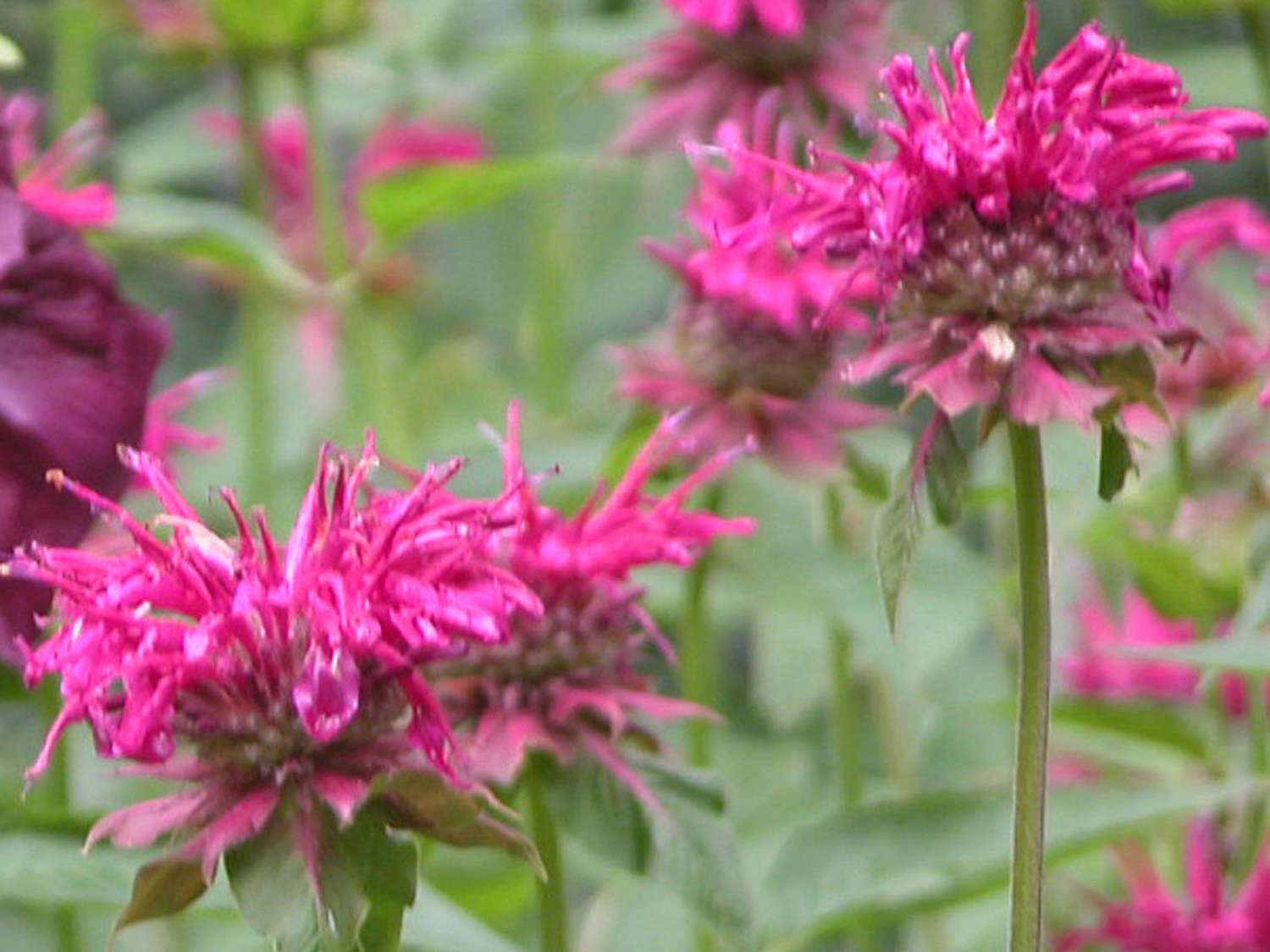 Bienenbalsam (Monarda didyma)