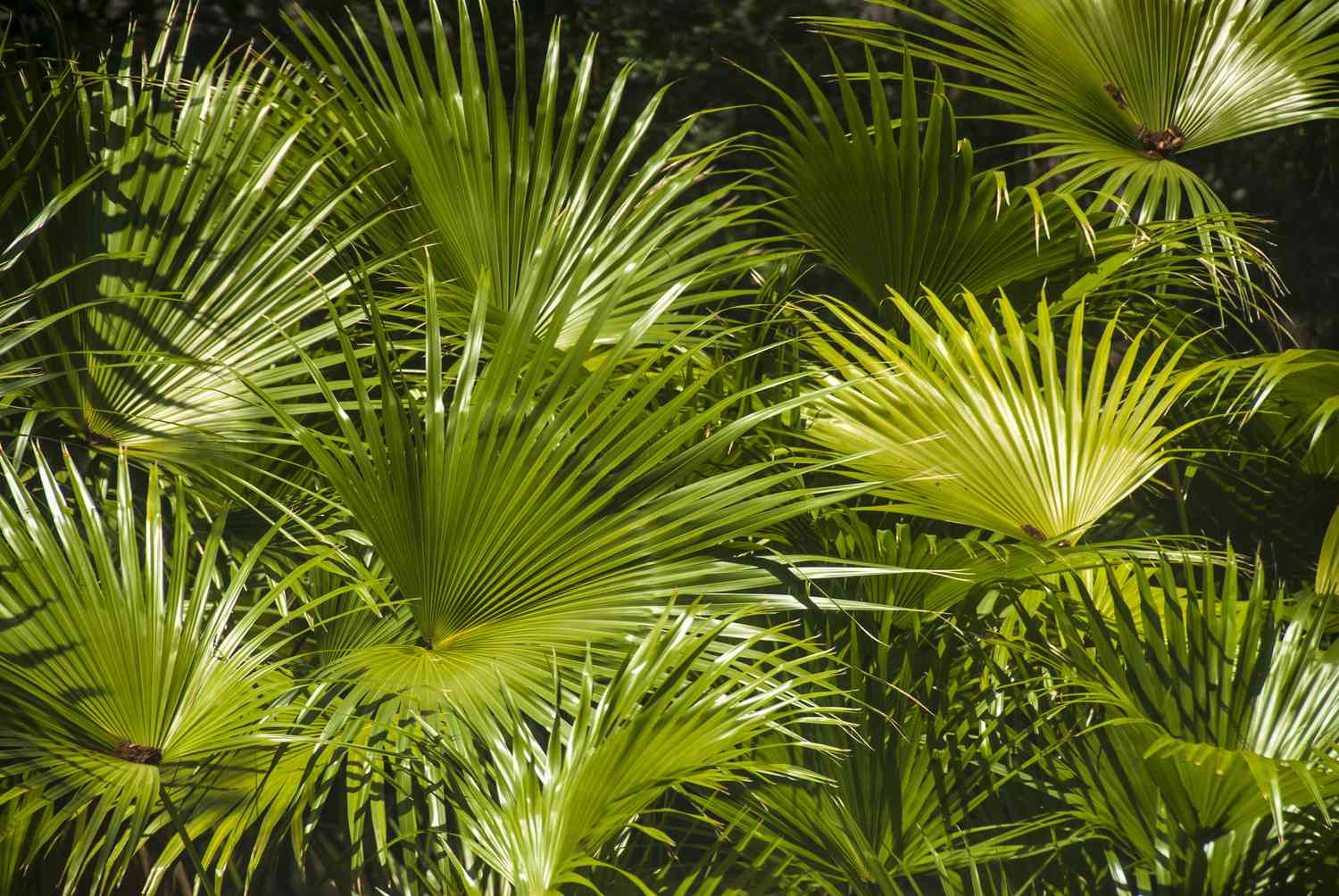 Floresta de palmito anão (Sabal minor).