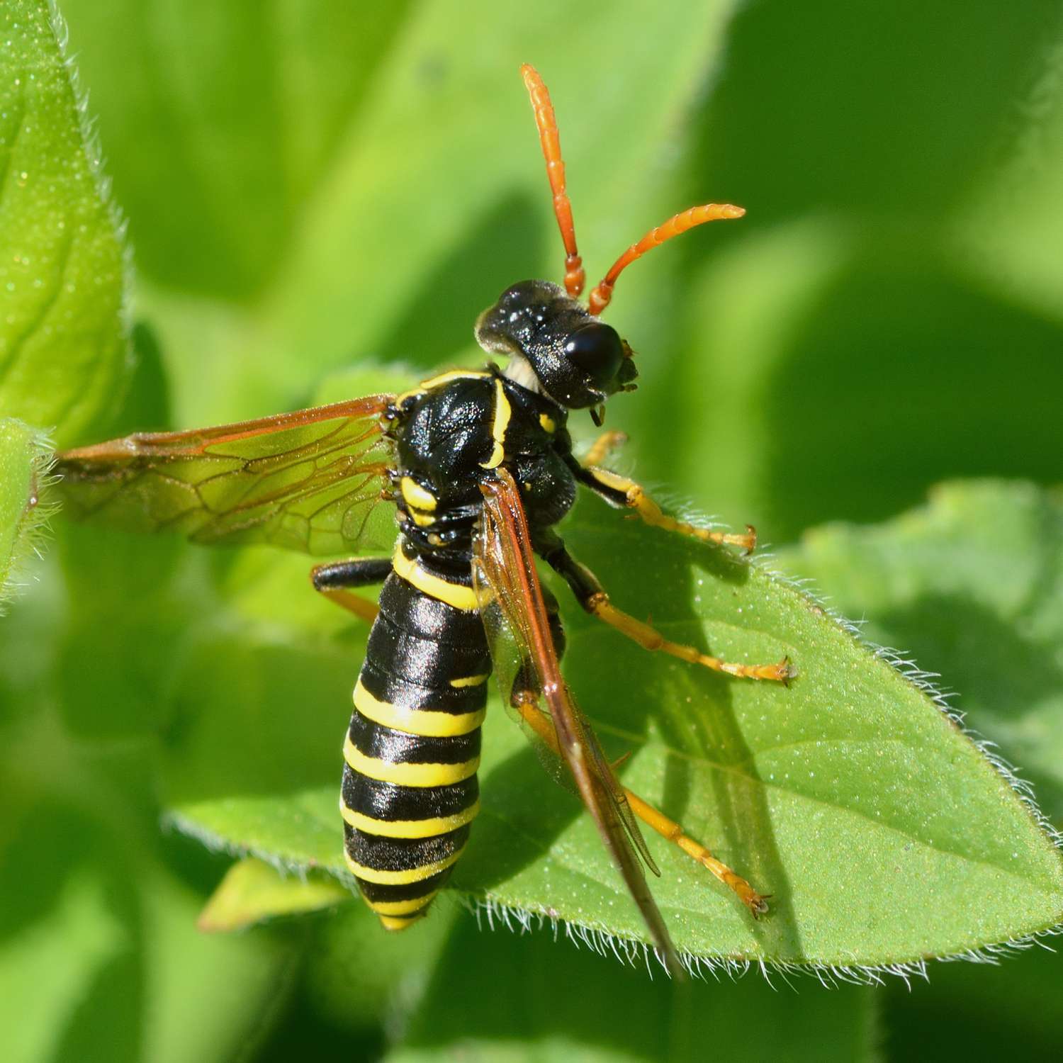 Unlike wasps, adult sawflies like this figwort sawfly have a broad waist