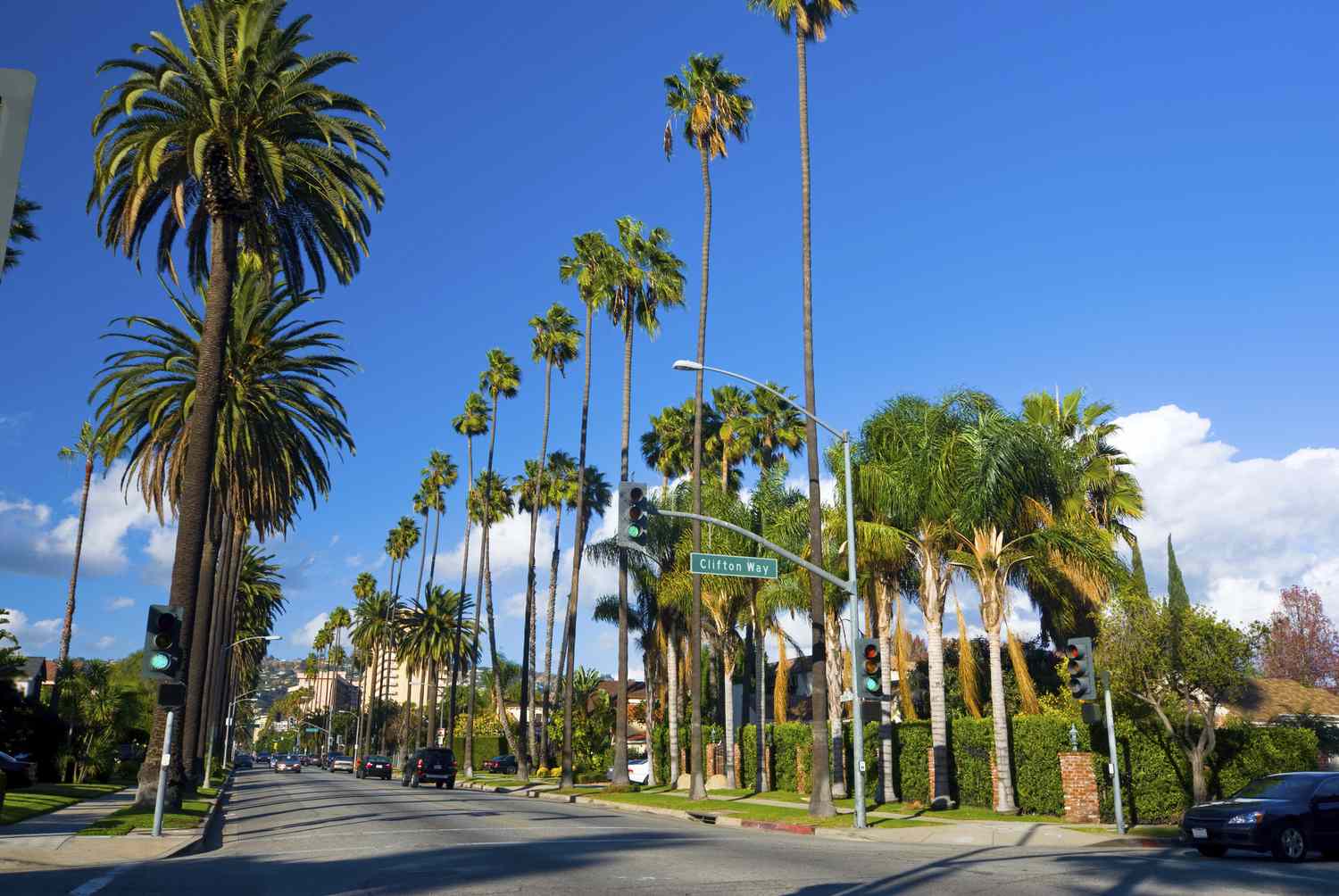 beverly hills palm trees