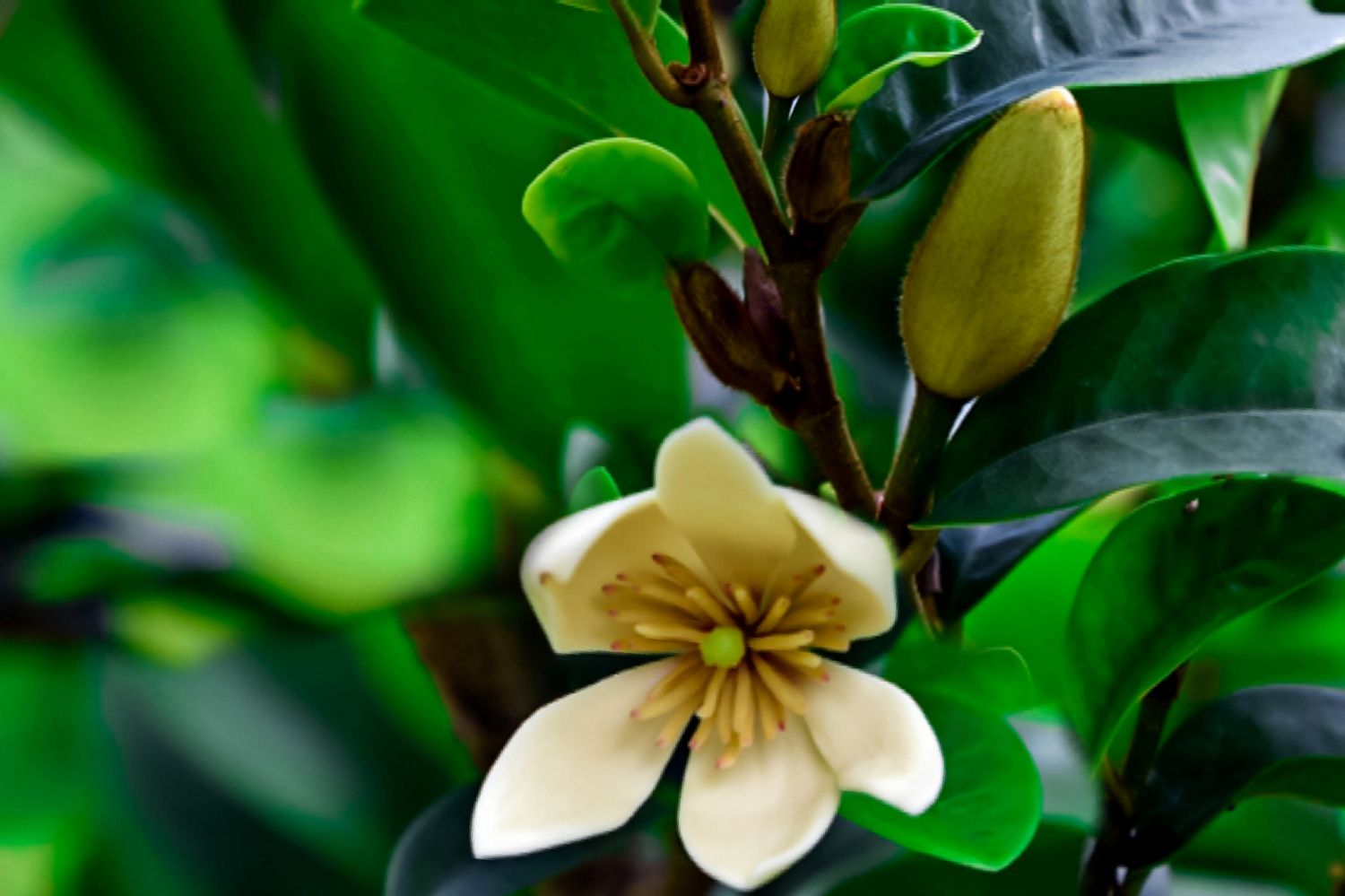 Nahaufnahme der Blüten der Bananenstaude