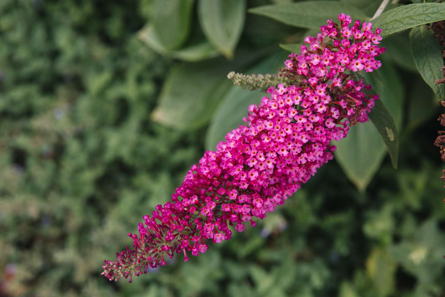 arbusto mariposa