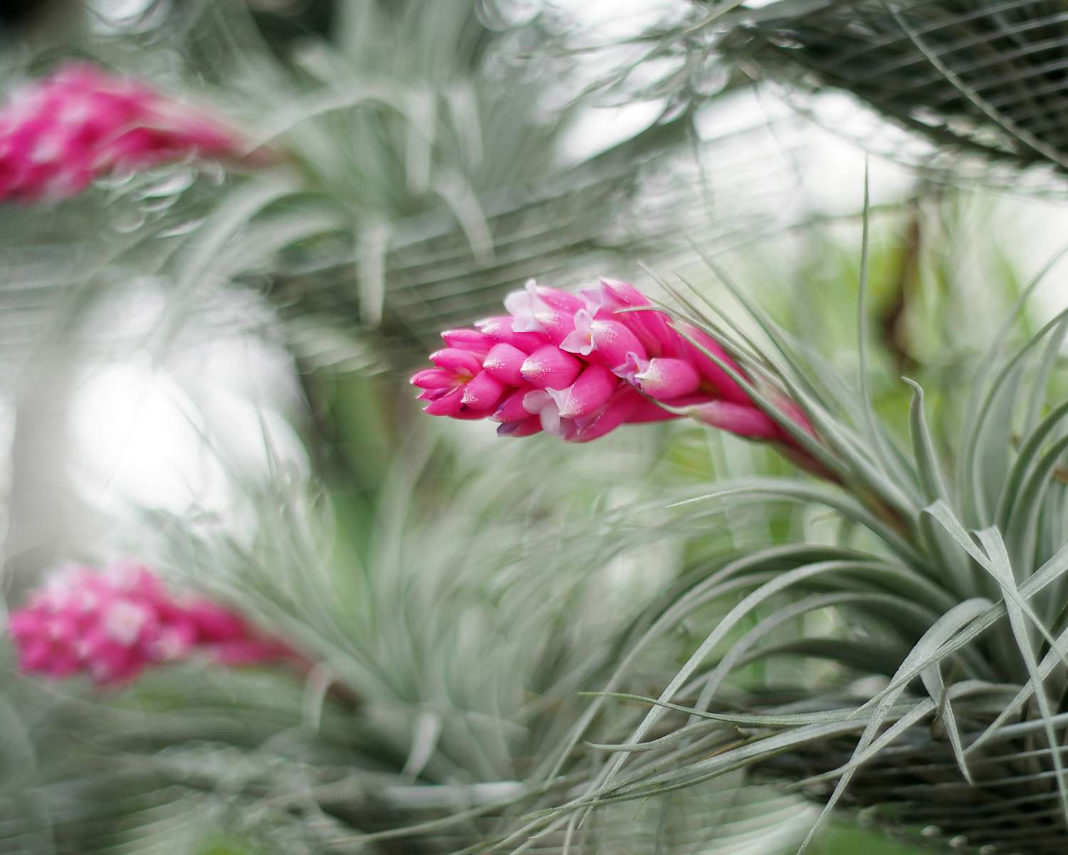 'Cotton Candy' planta de aire con hojas de color verde plateado y flores de color rosa brillante