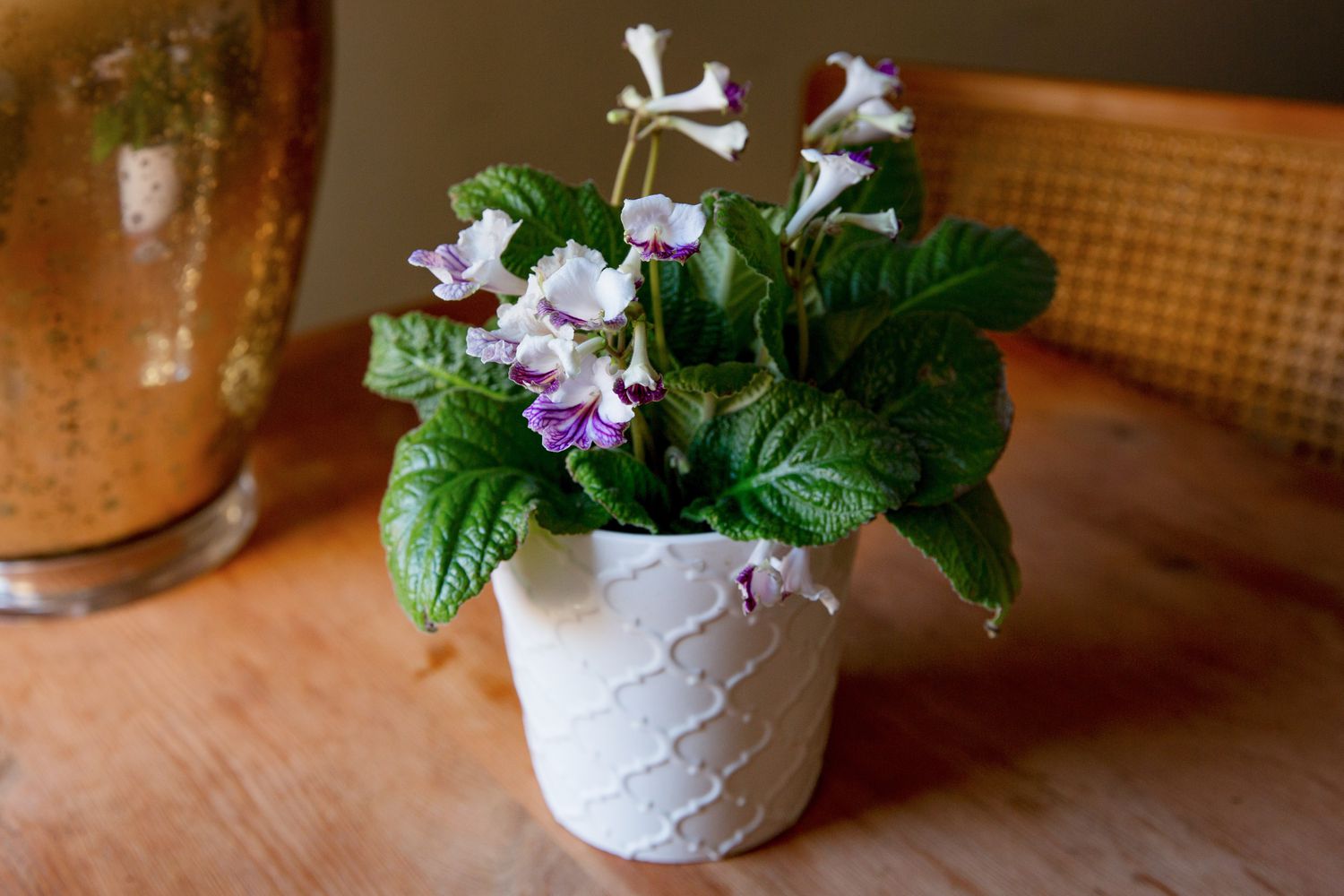 Planta Streptocarpus com flores brancas e roxas em vaso branco sobre superfície de madeira