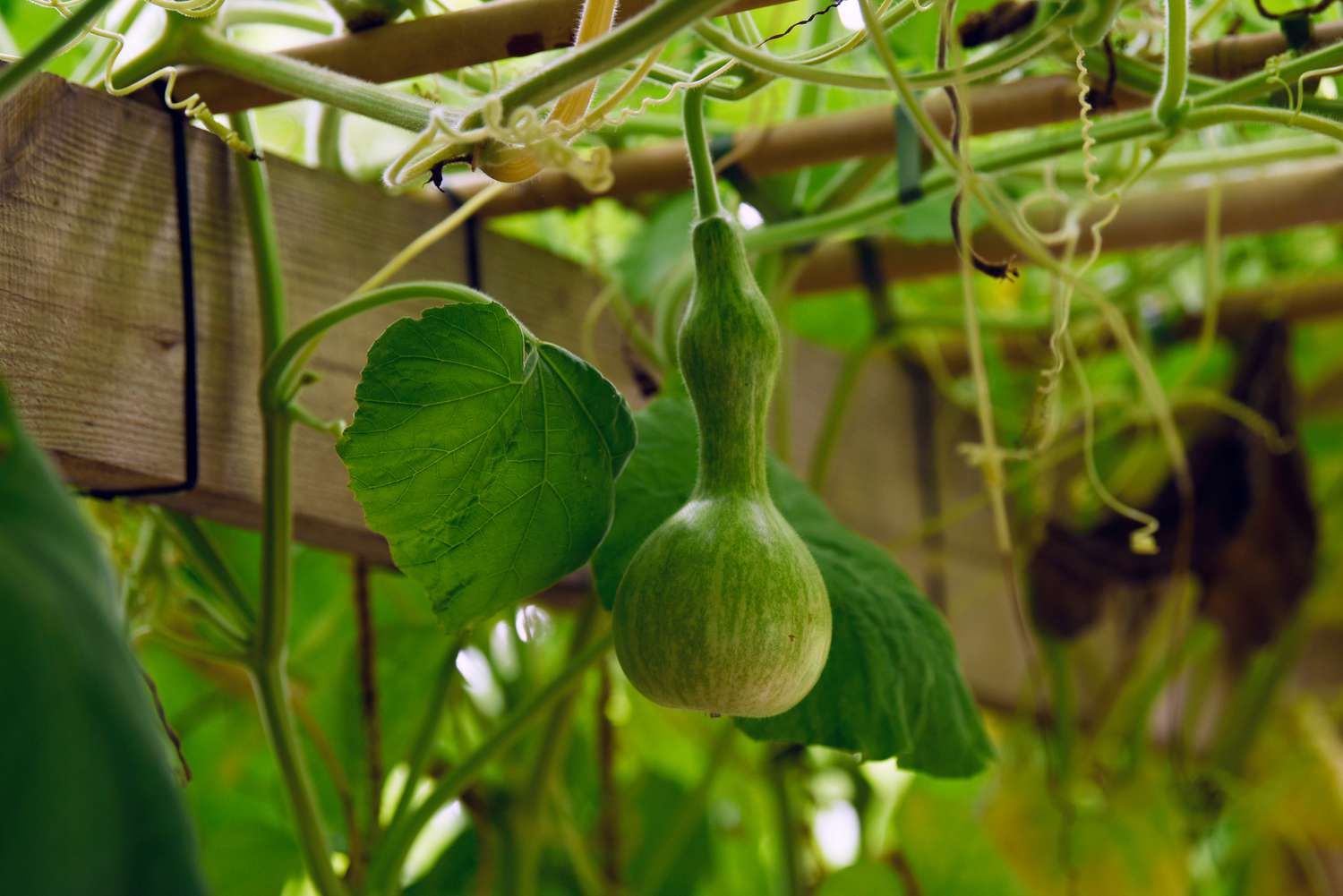 Ornamental gourd vines with green vegetable hanging from wooden arbor closeup