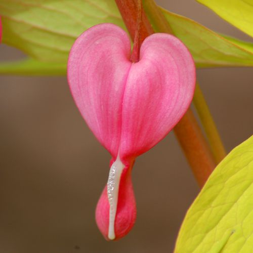 Imagen de corazón sangrante