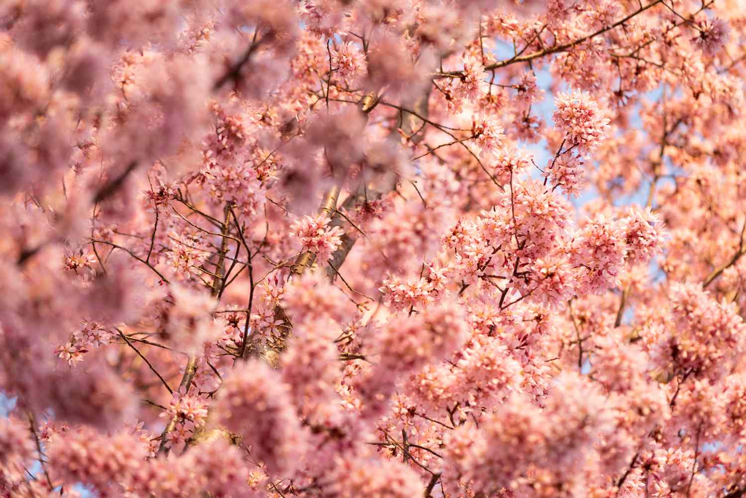 Süßkirschbaumzweige mit rosa Blüten aneinander gereiht