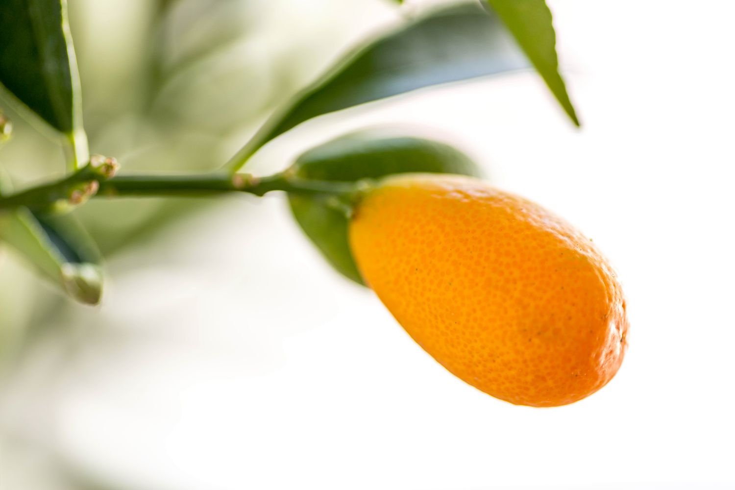 Kumquatbaumzweig mit leuchtend orangefarbener, länglicher Frucht in Nahaufnahme
