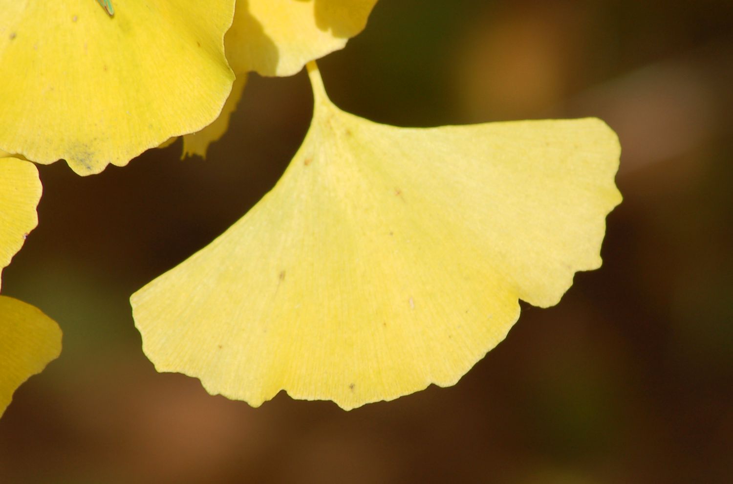 Ginkgo biloba Blatt mit seiner Herbstfarbe