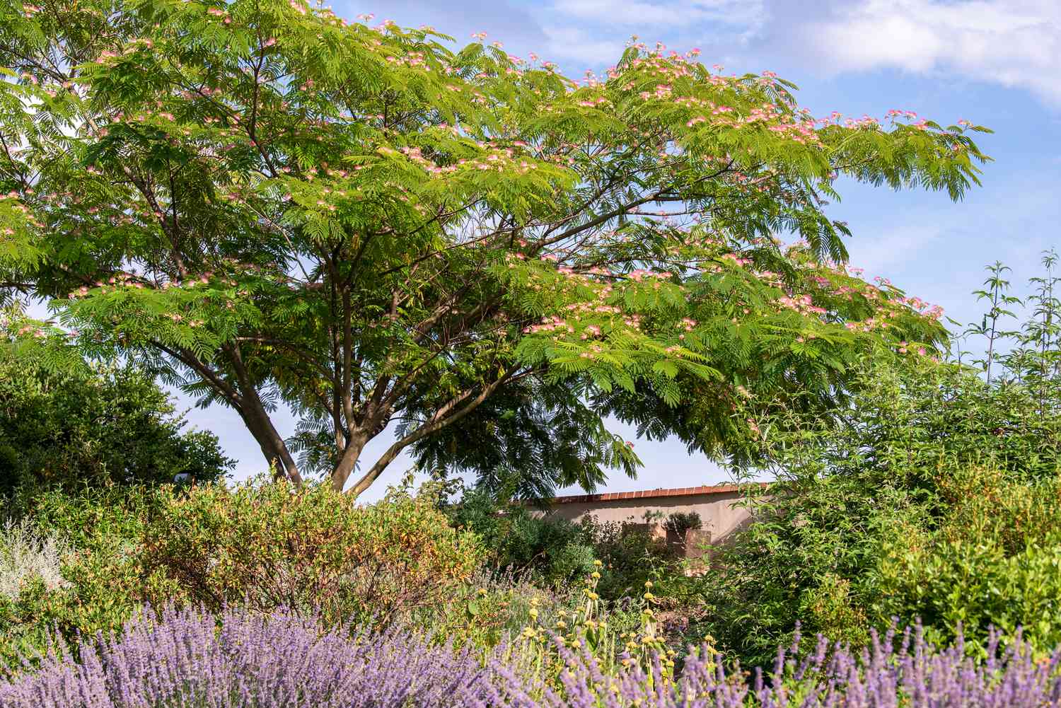 Árbol florido con pequeñas flores rosas creciendo sobre el jardín