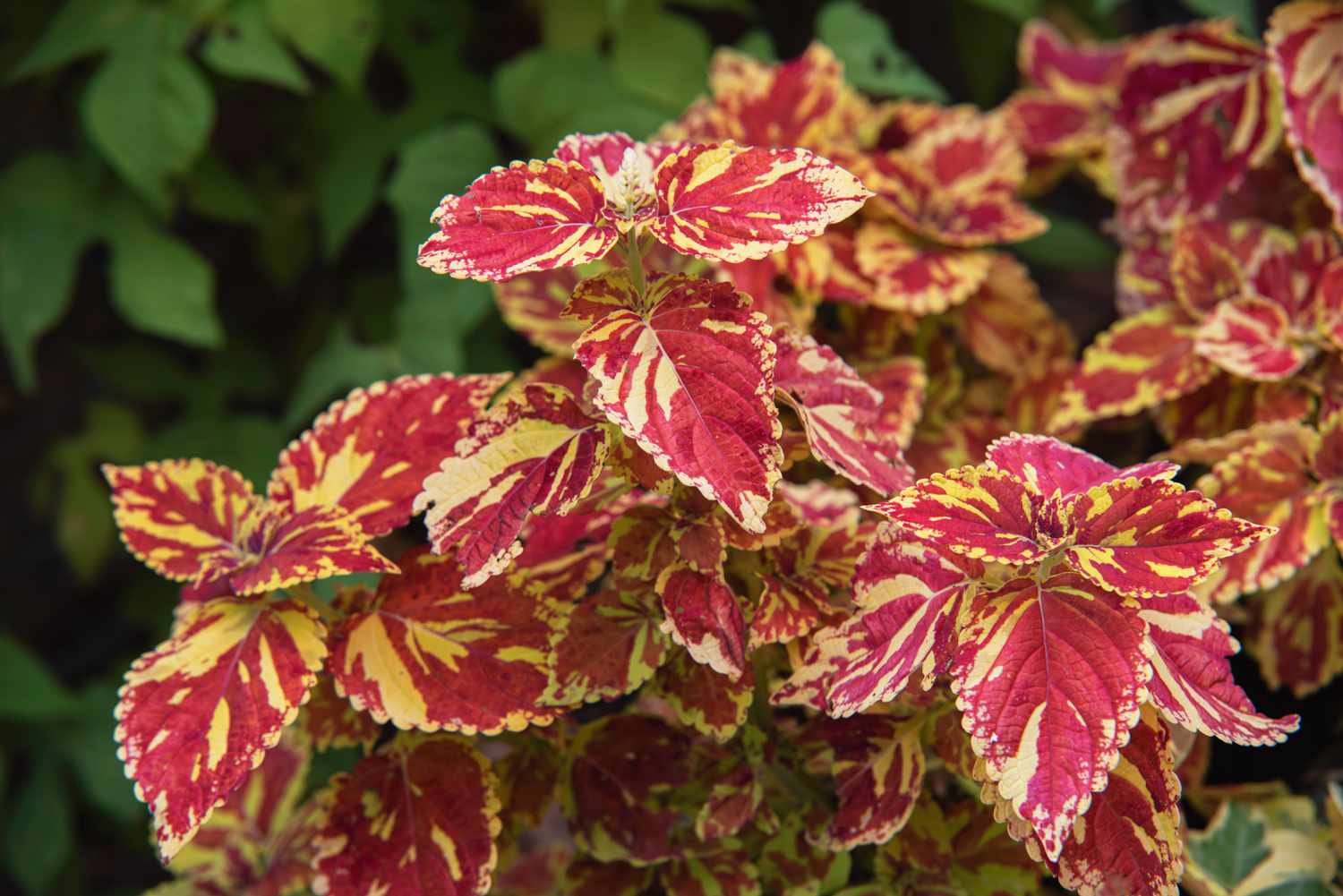 Coleus freckles with red and yellow flowers closeup