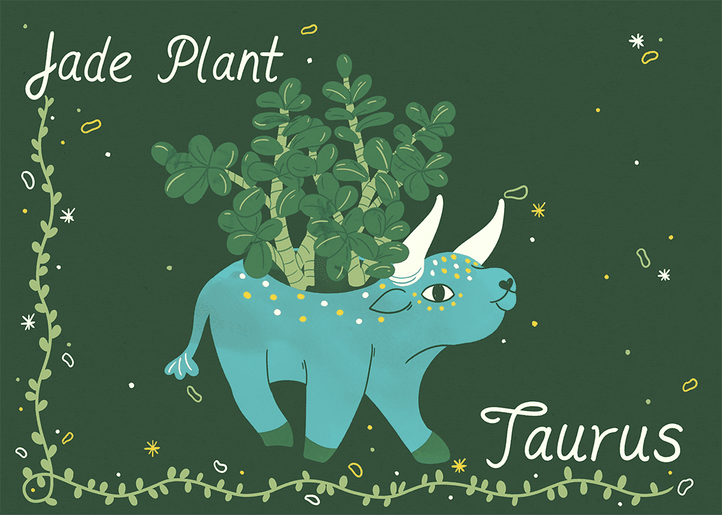 ilustración de planta de jade tauro