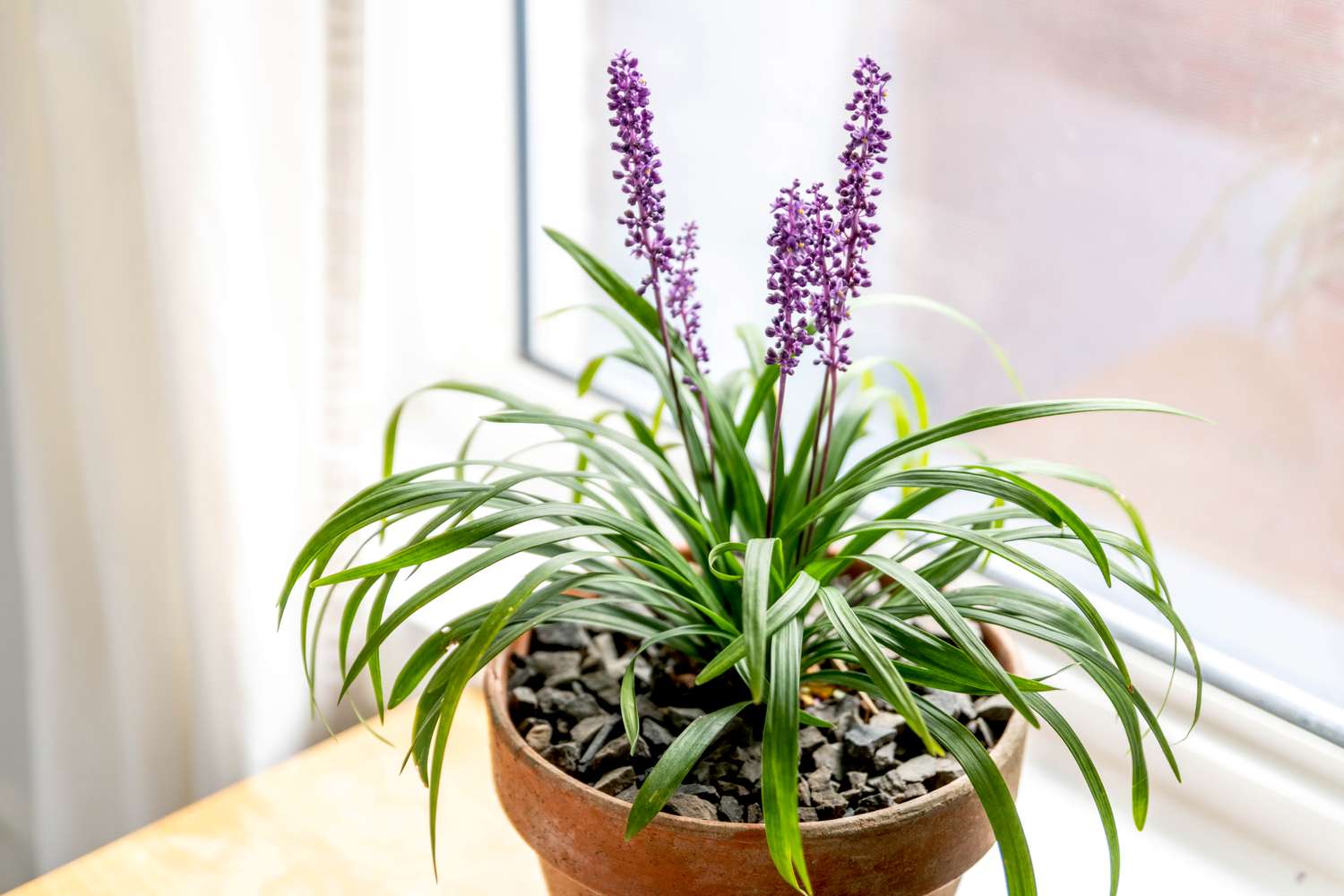 Lilyturf-Pflanze in orangefarbenem Topf mit kleinen grünen Blattspreiten und lavendelfarbenen Stacheln am Fenster