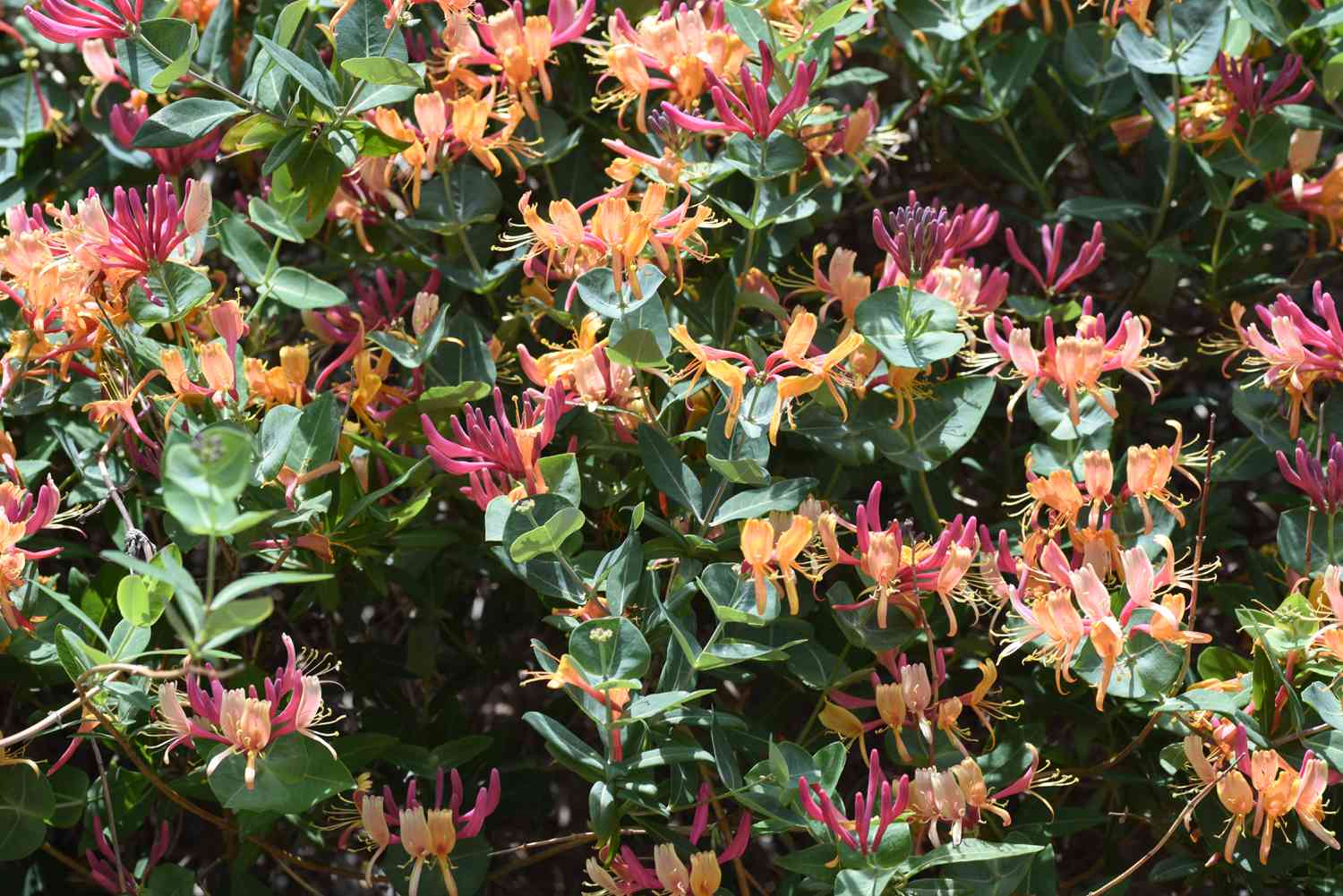 Goldflame honeysuckle shrub