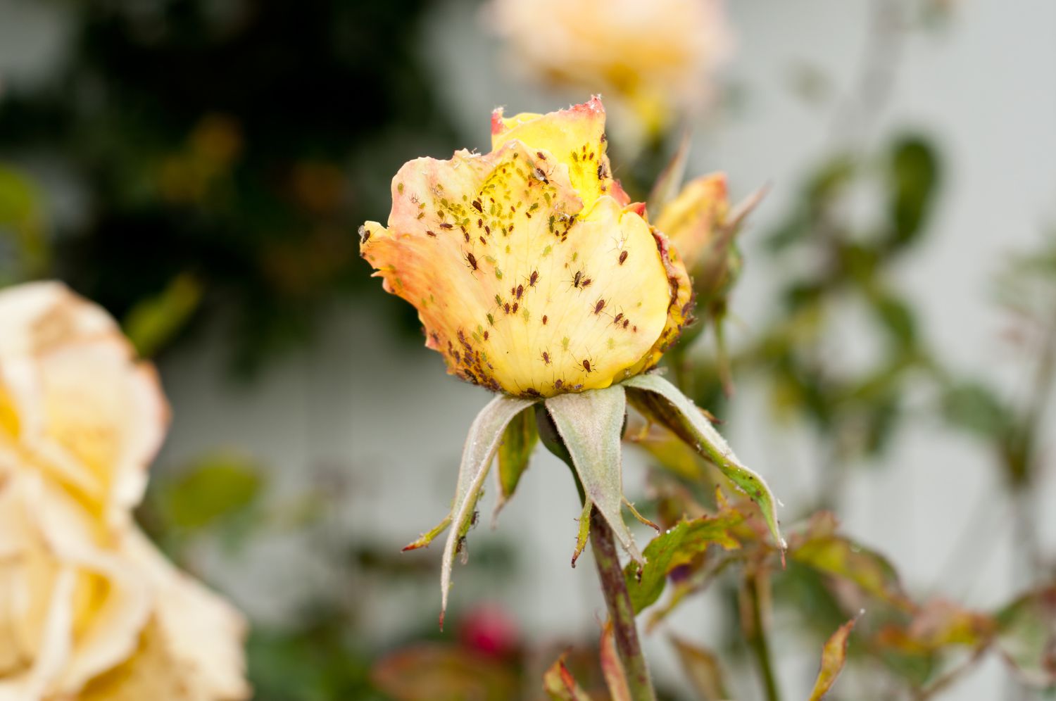 Pulgones en rosa