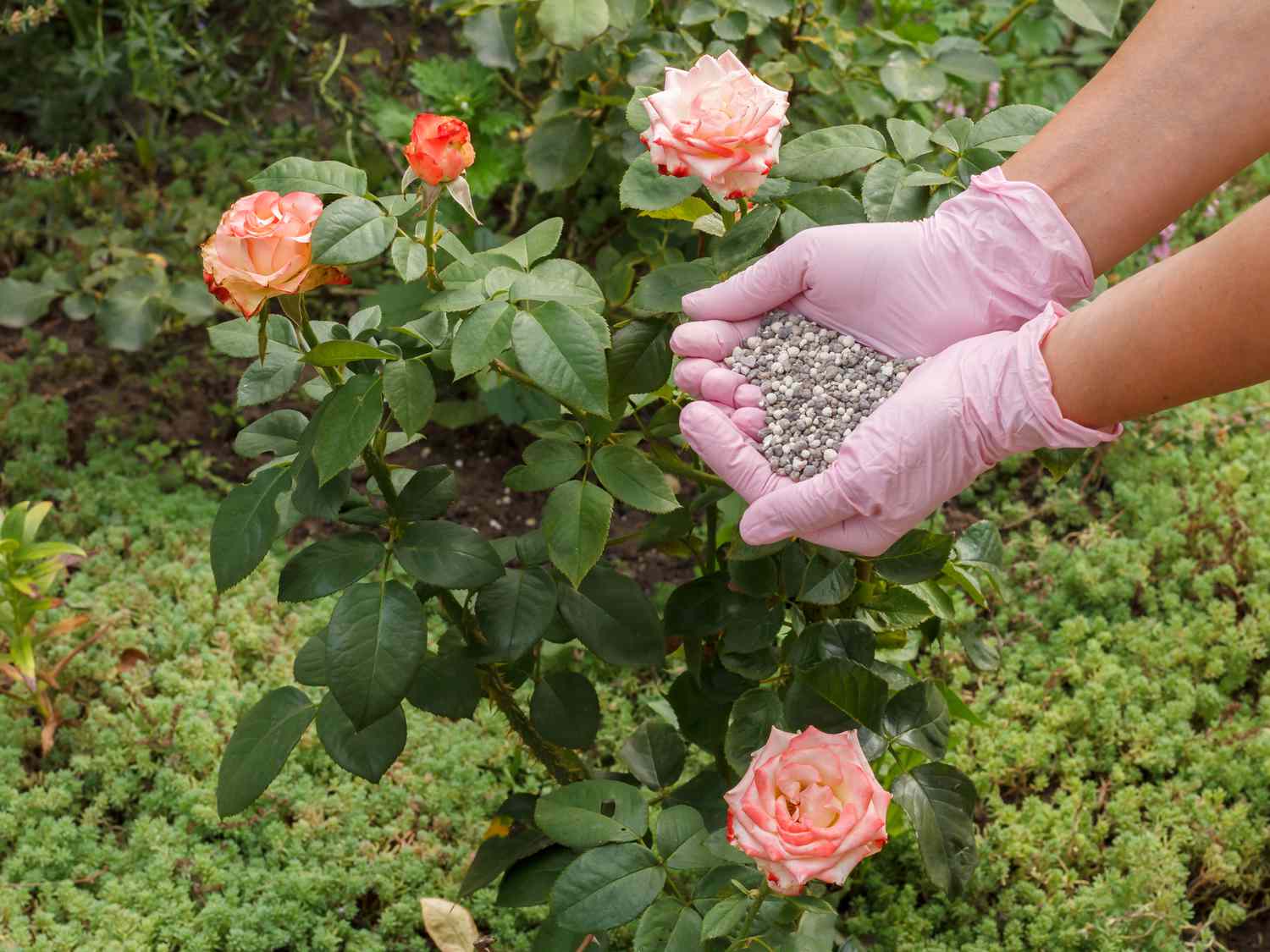 Abonando una rosa 