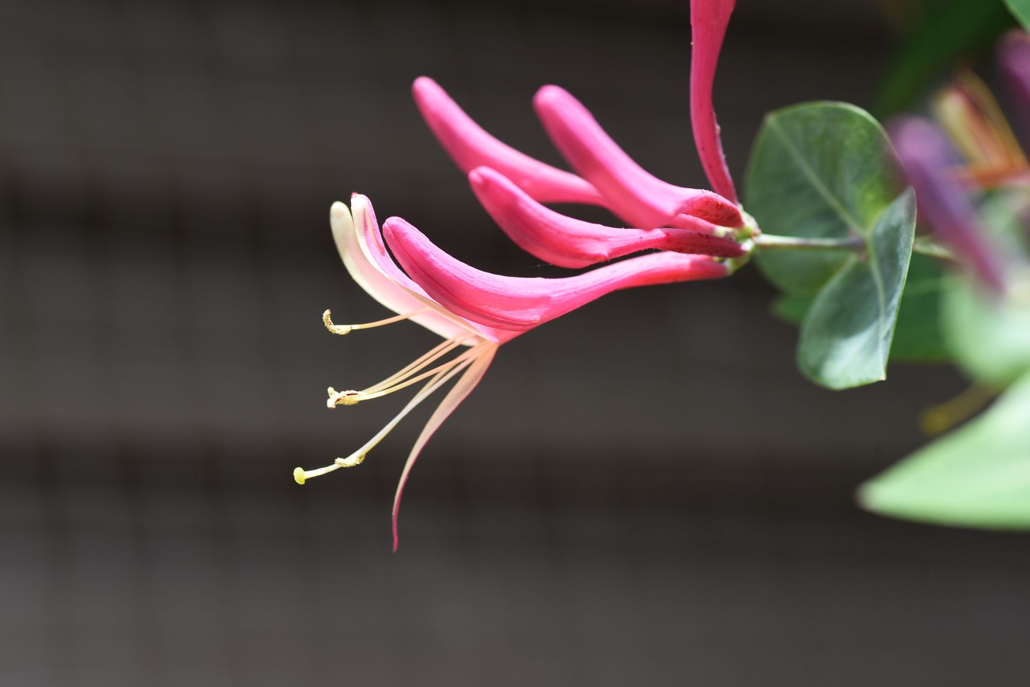 Closeup of goldflame honeysuckle bloom