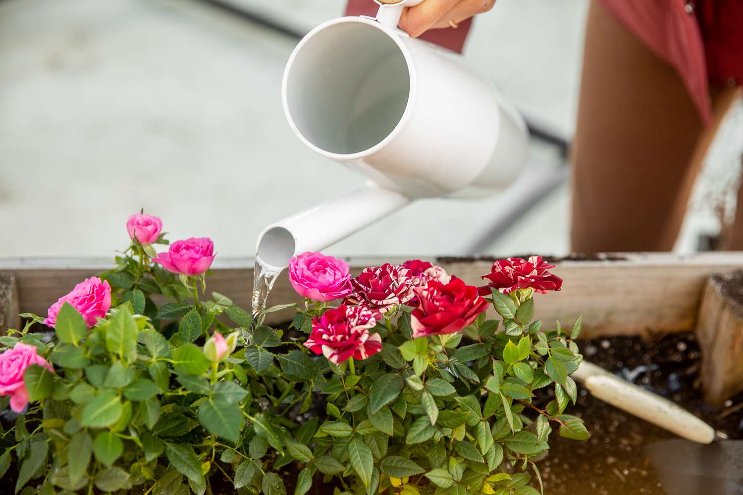 Rosas en jardinera regadas con regadera blanca