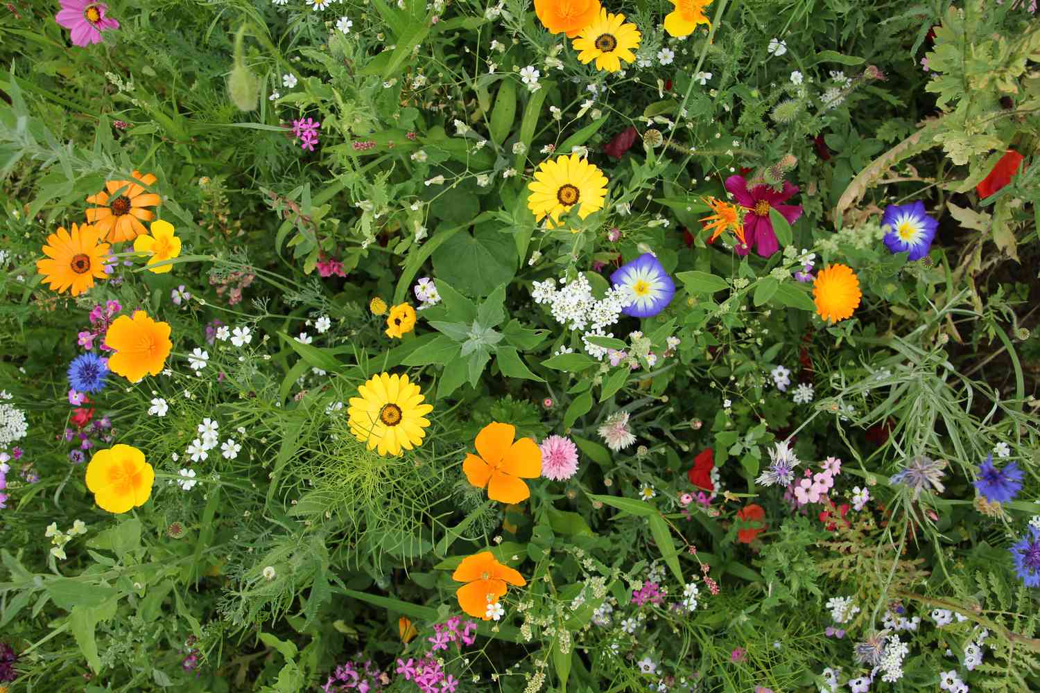 Draufsicht auf den Chaosgarten mit gemischten bunten Blumen im Garten