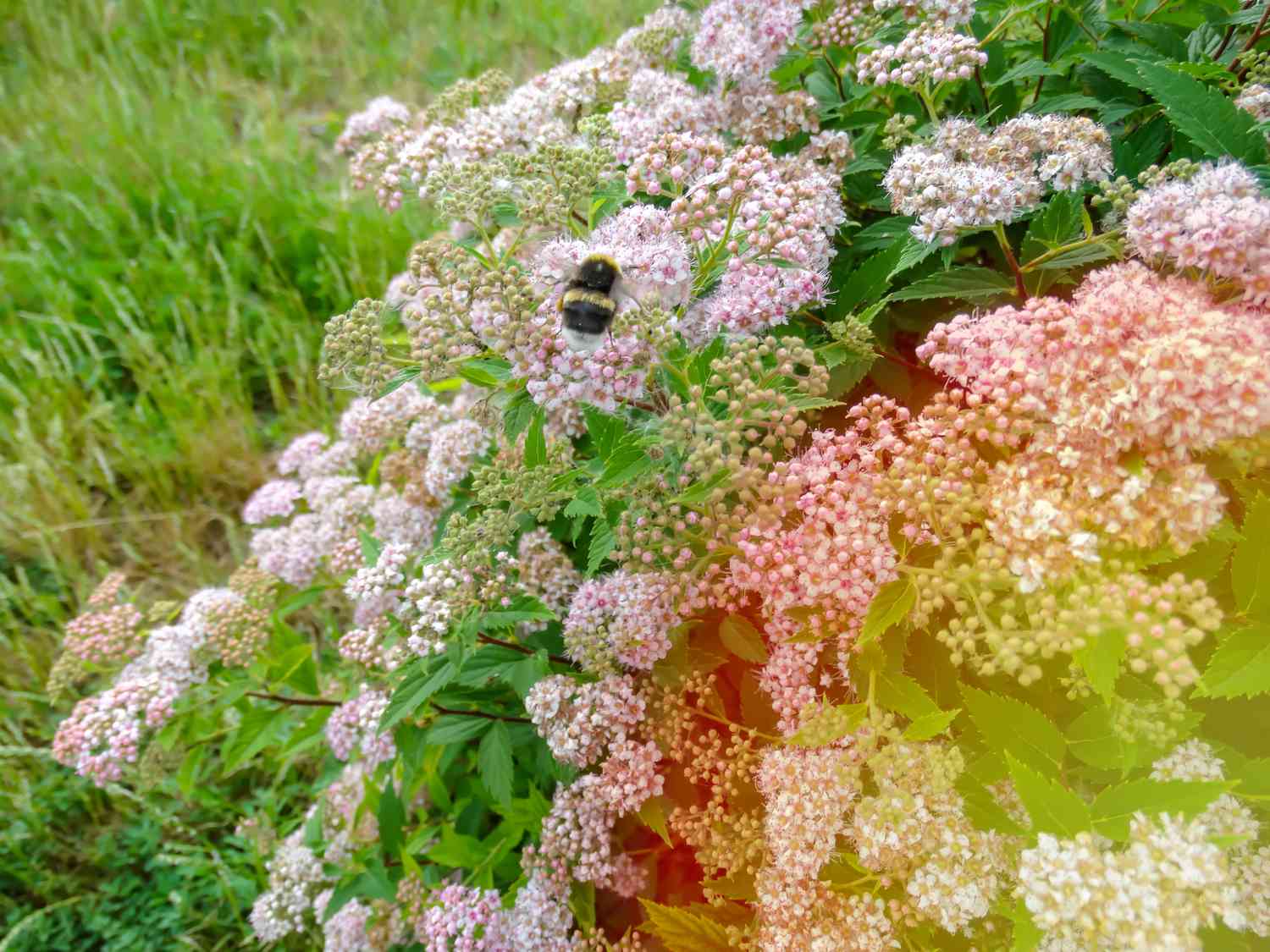 little princess spirea shrub with a bee on it