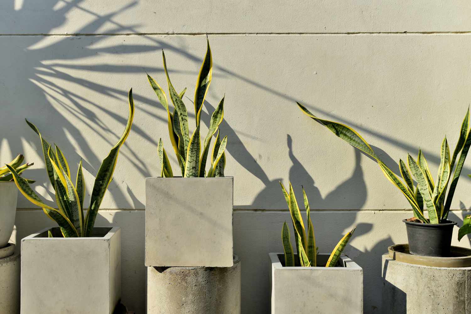 snake plants